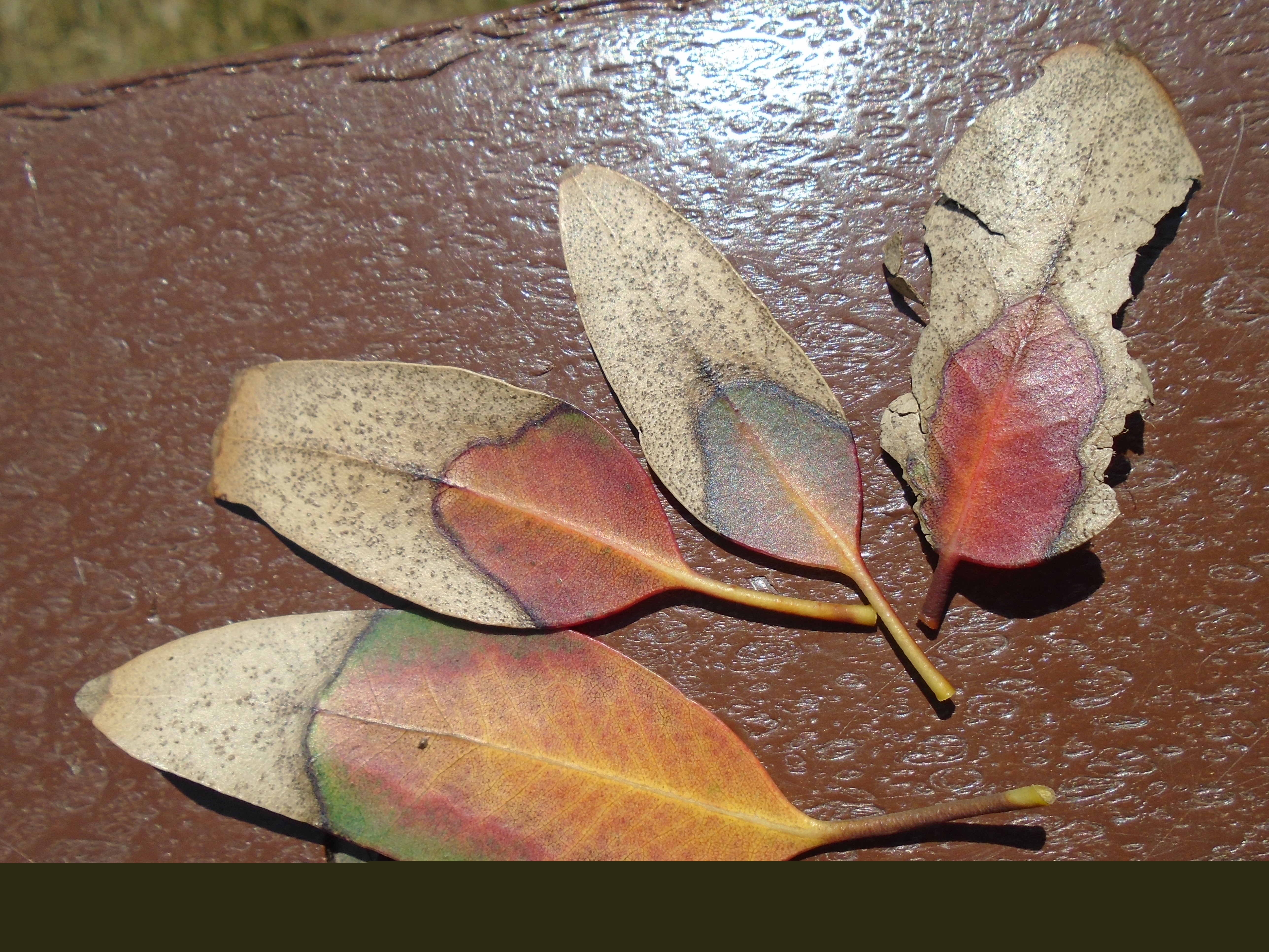 DSC02765.JPG