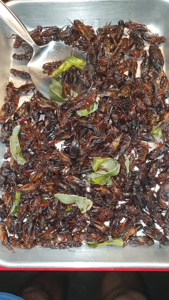 insect food of thialand  (10).jpeg