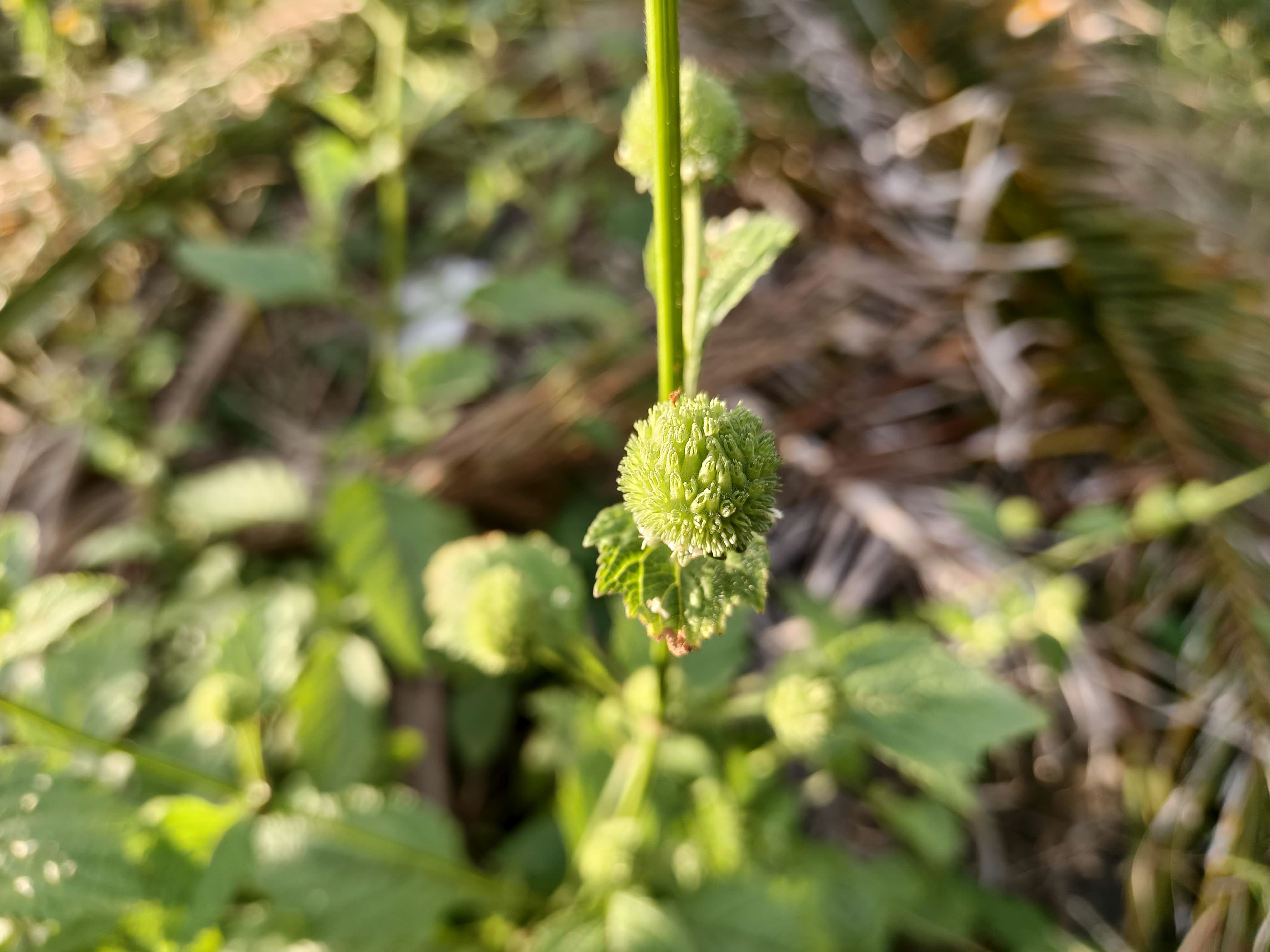 IMG-20250909-WA0033.jpg