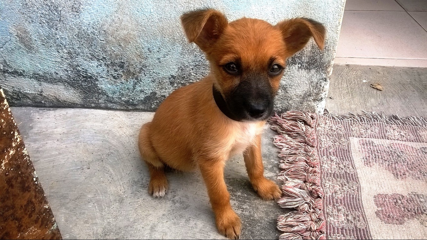 05-Mascota.jpg
