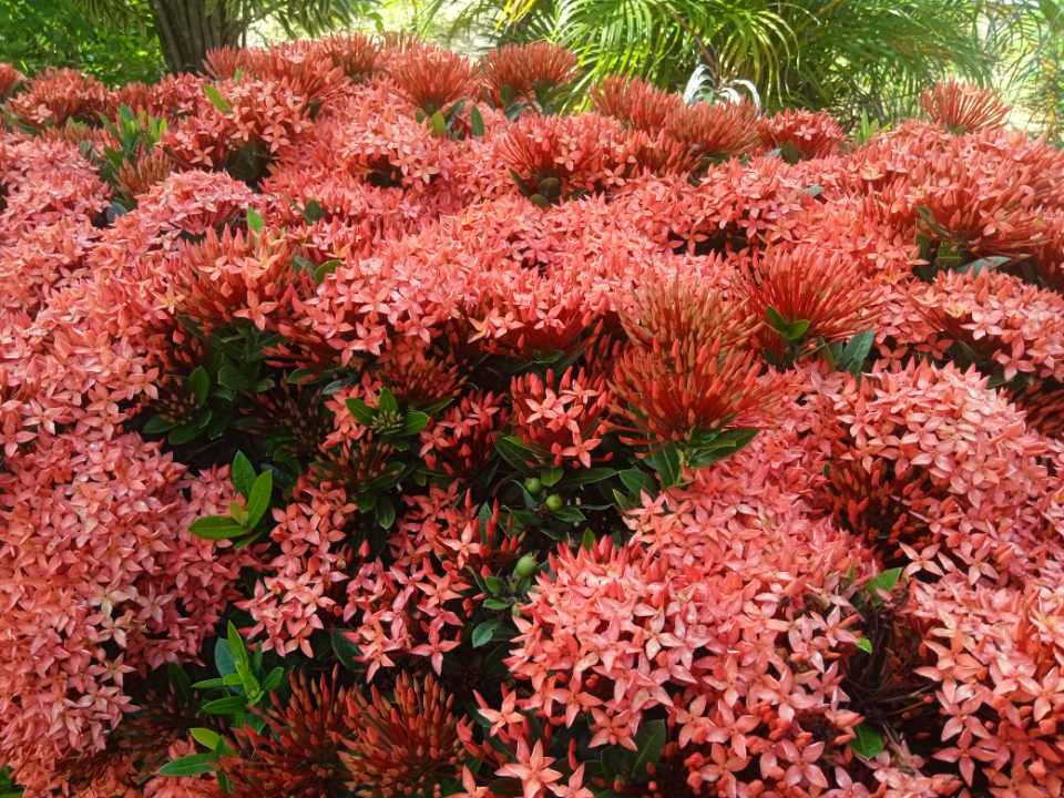 ixora floriente 3.jpg