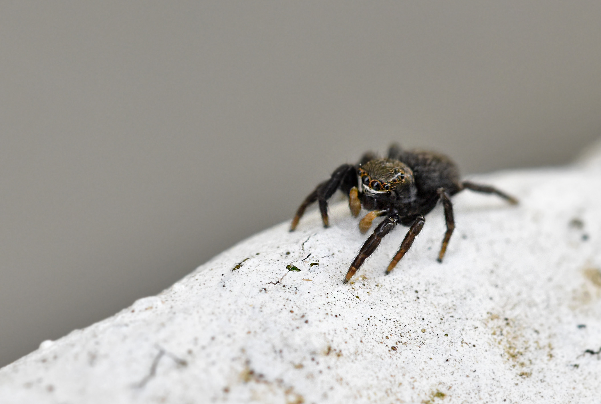 Jumping spider black 4.jpg