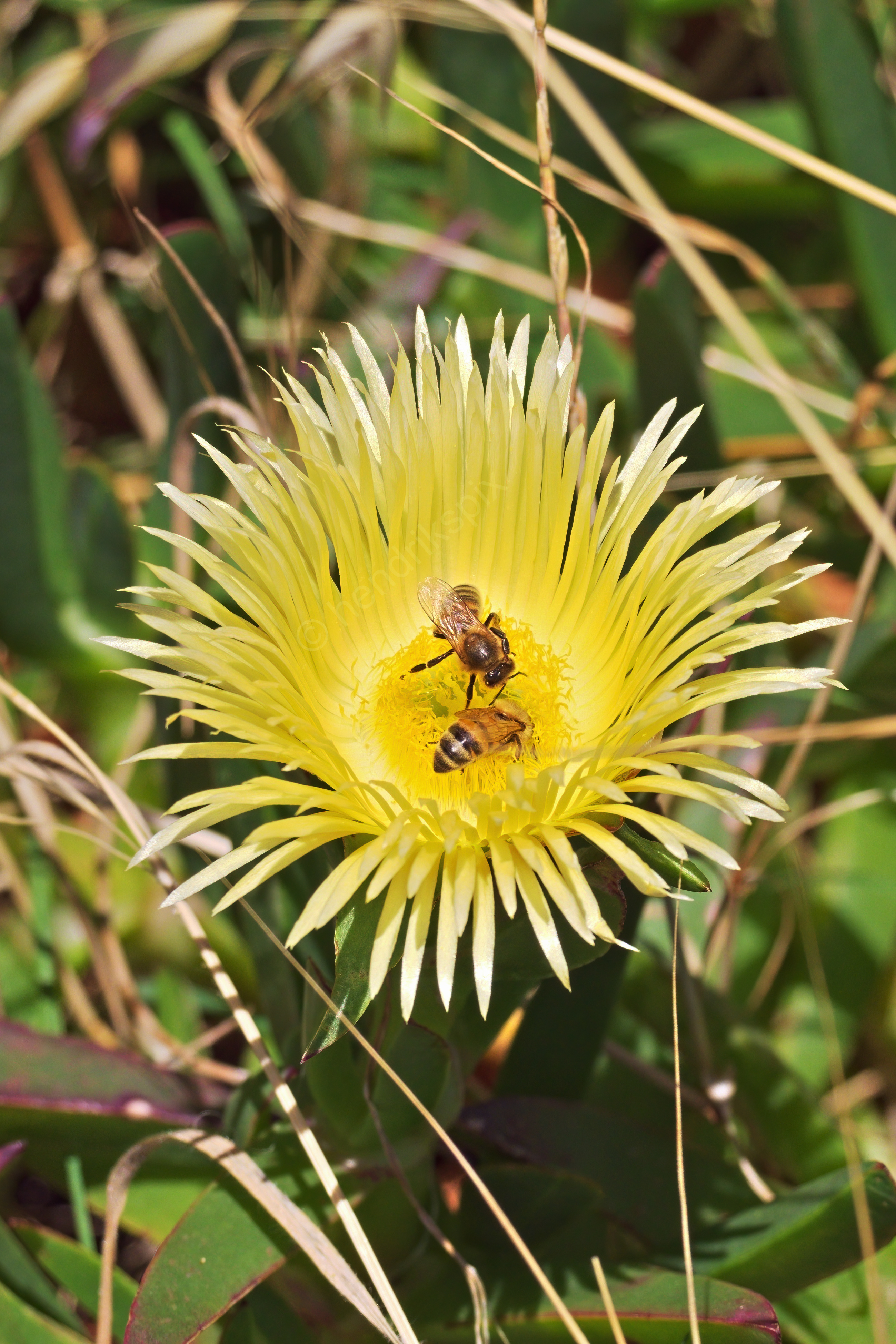 20201202 Two bees on yellow flower HS Social.jpg