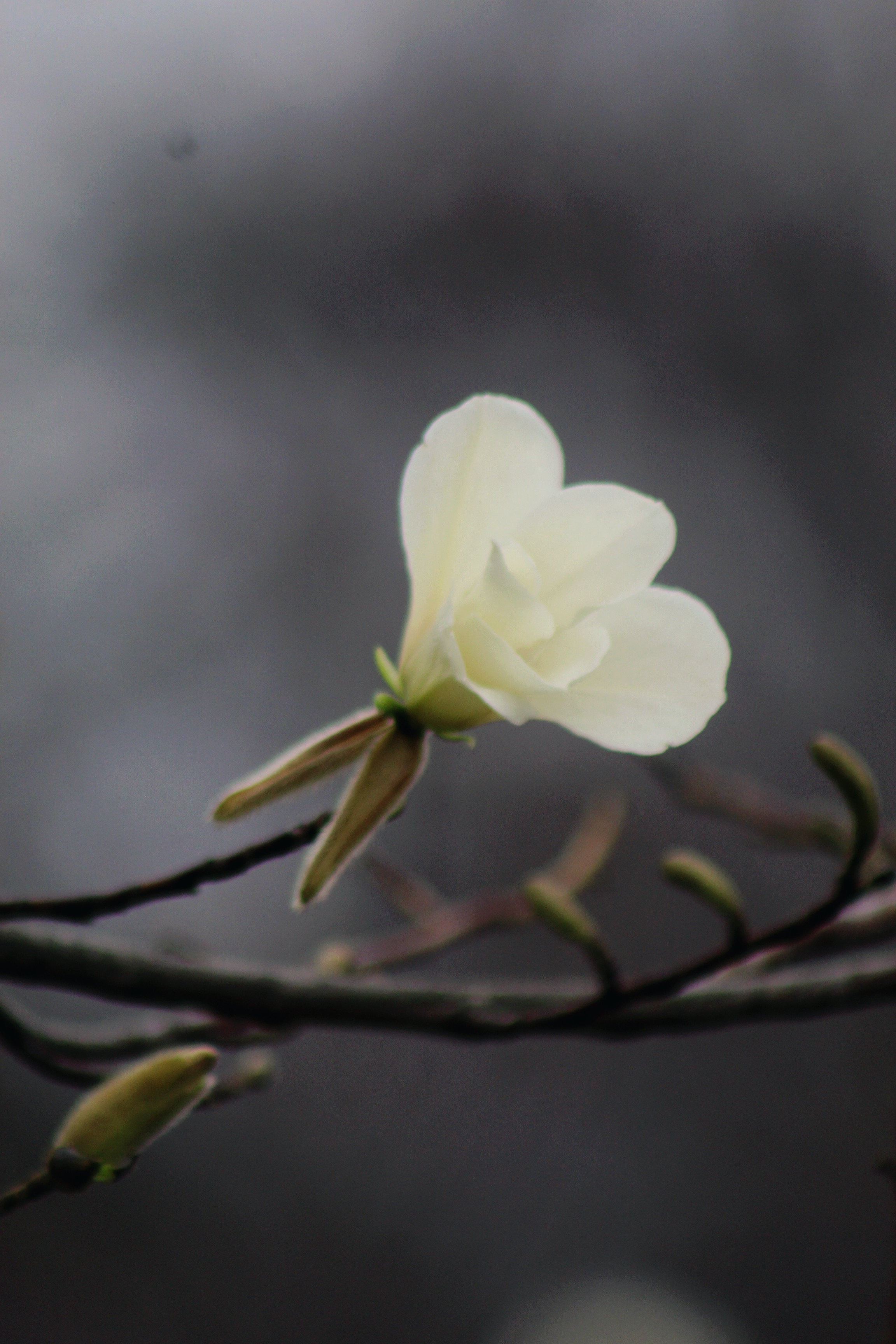 IMG_1806.jpeg