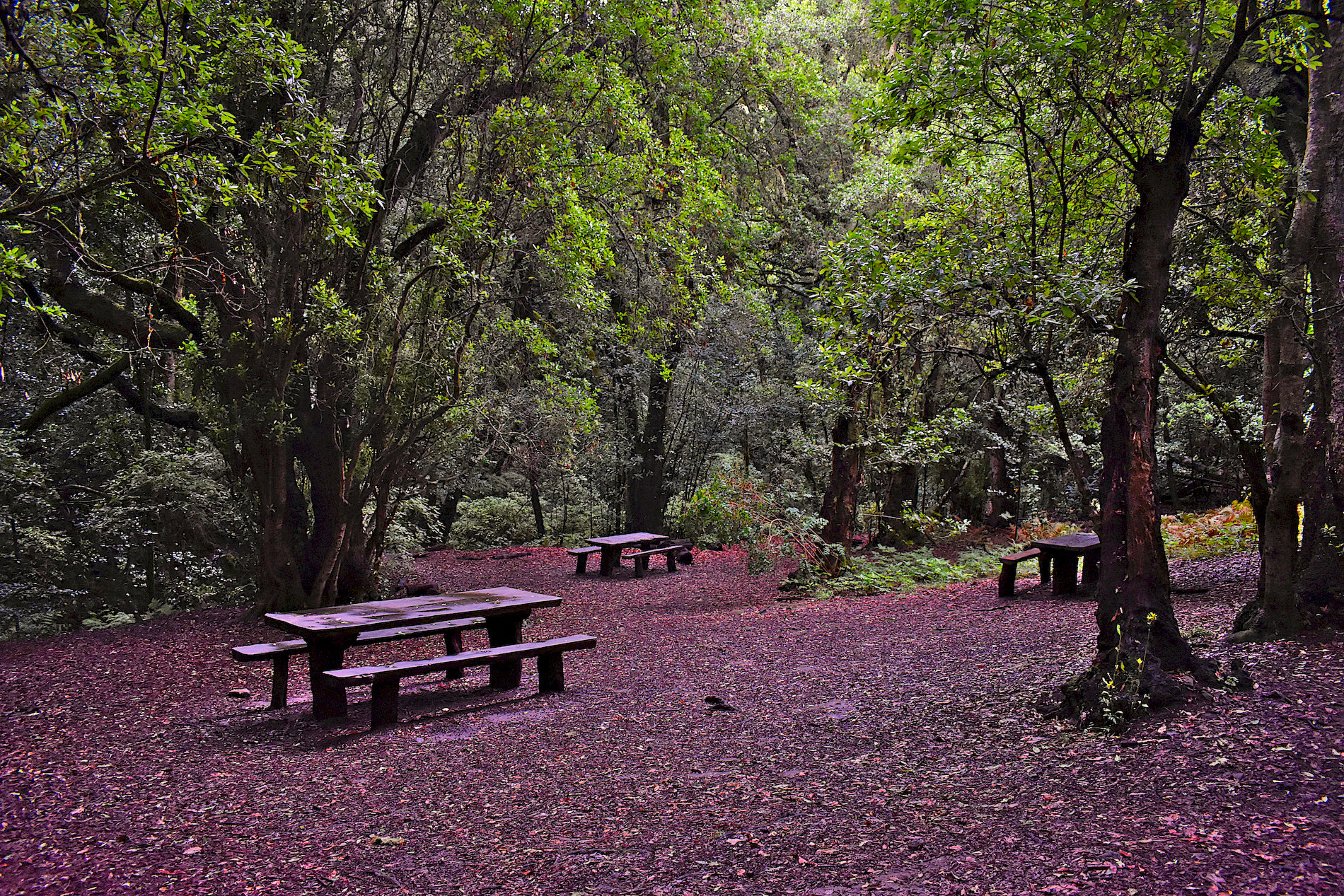 La-Gomera-40.jpg
