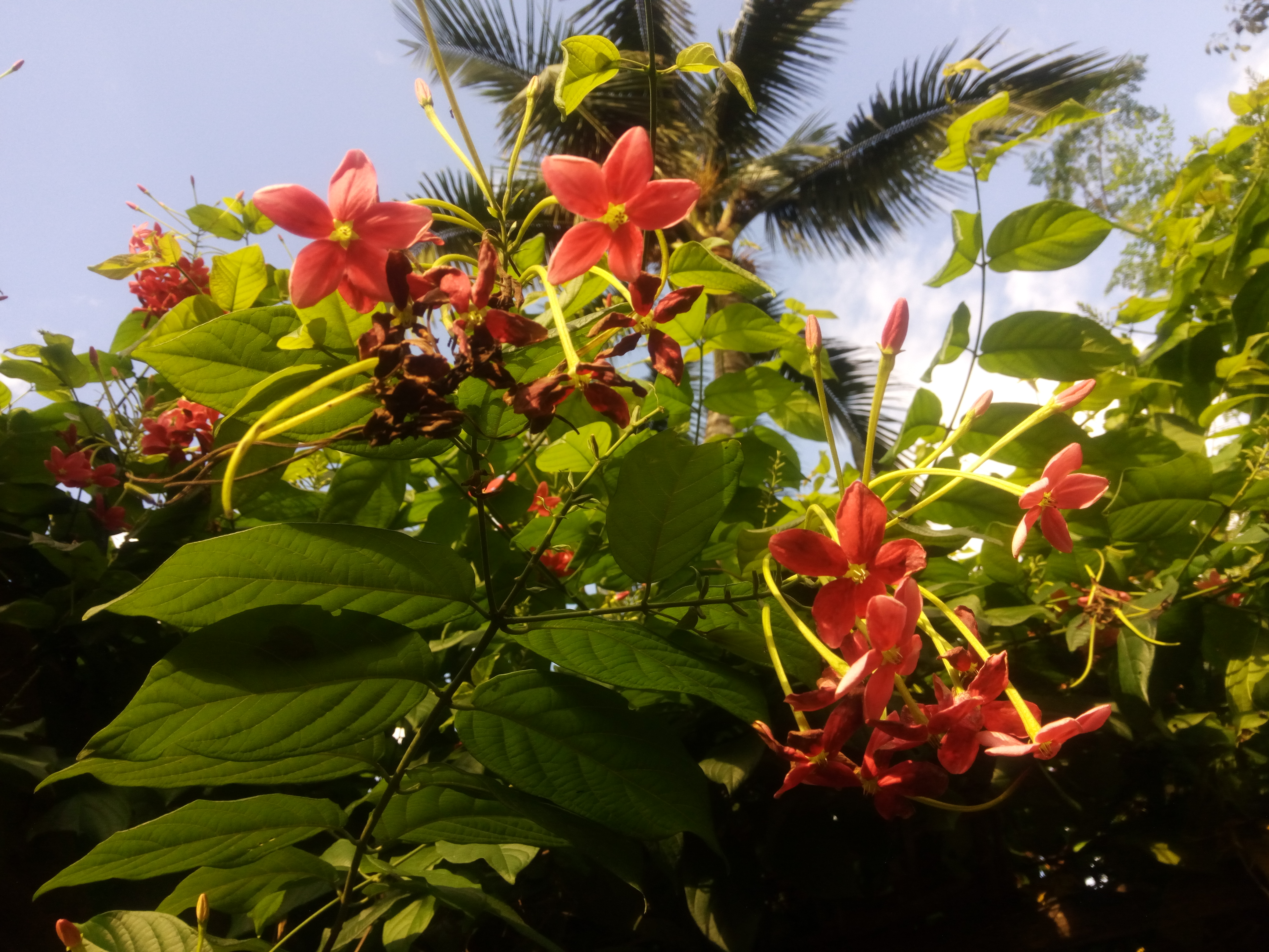 IMG_20200819_170630.jpg