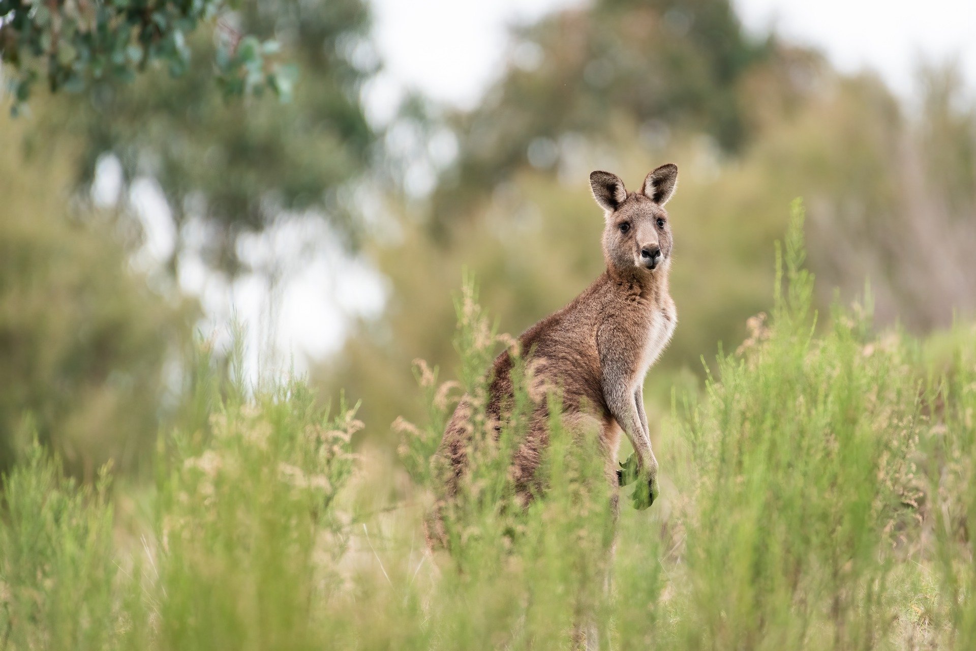 kangaroo-6788674_1920.jpg