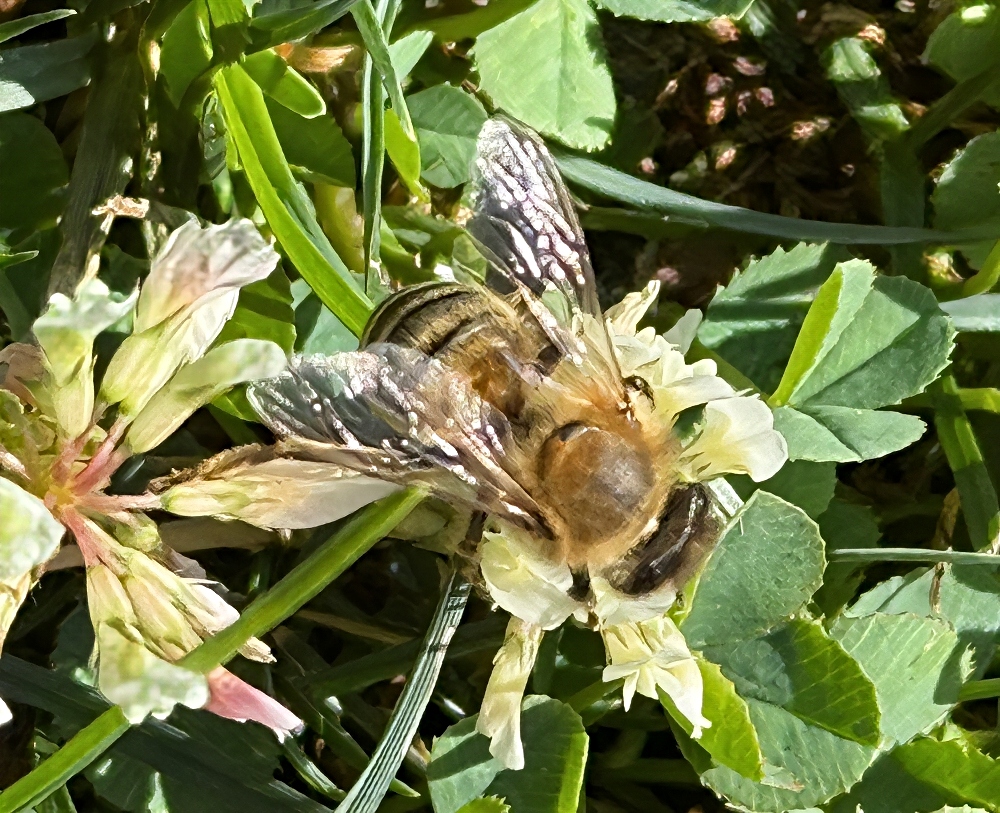 hivegarden-honeybee-clover.jpg