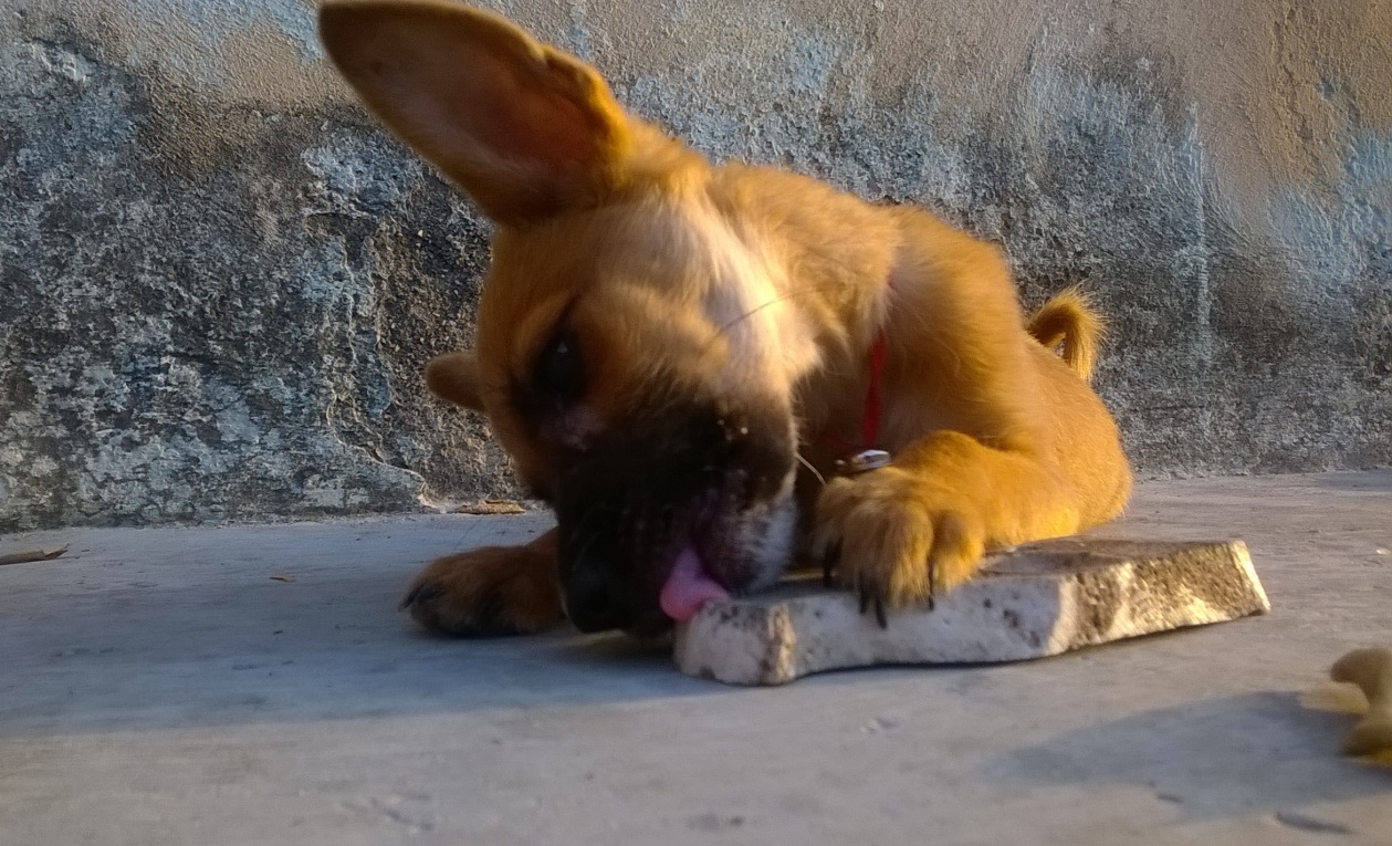 08-Mascota.jpg