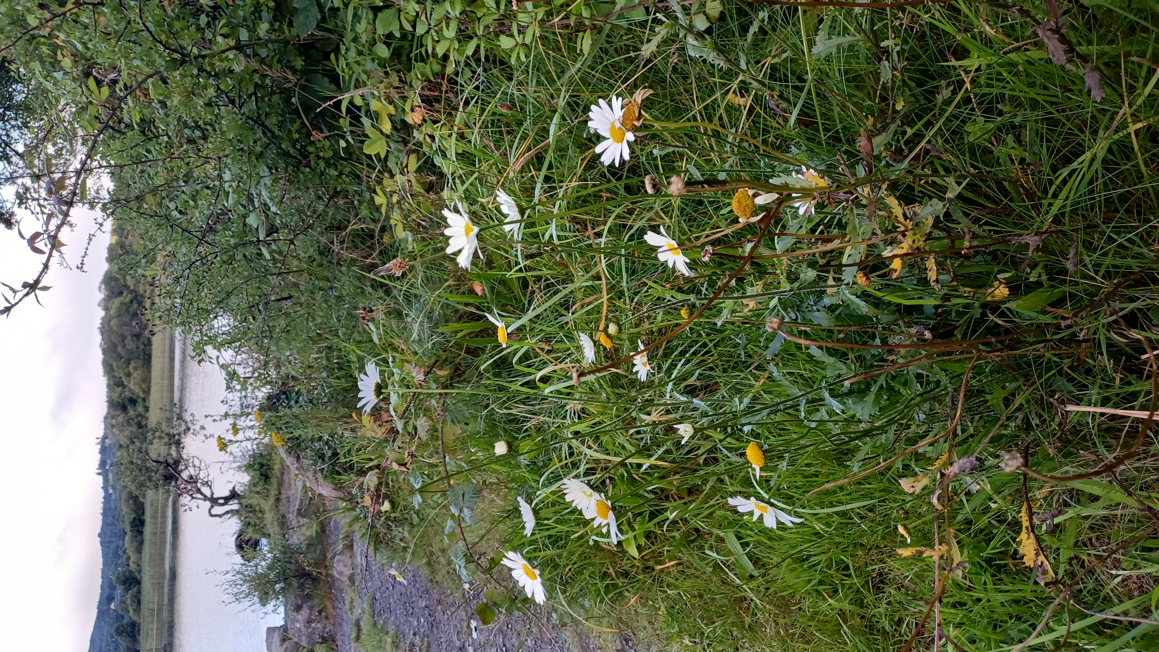 IMG-20250729-WA0016.jpeg