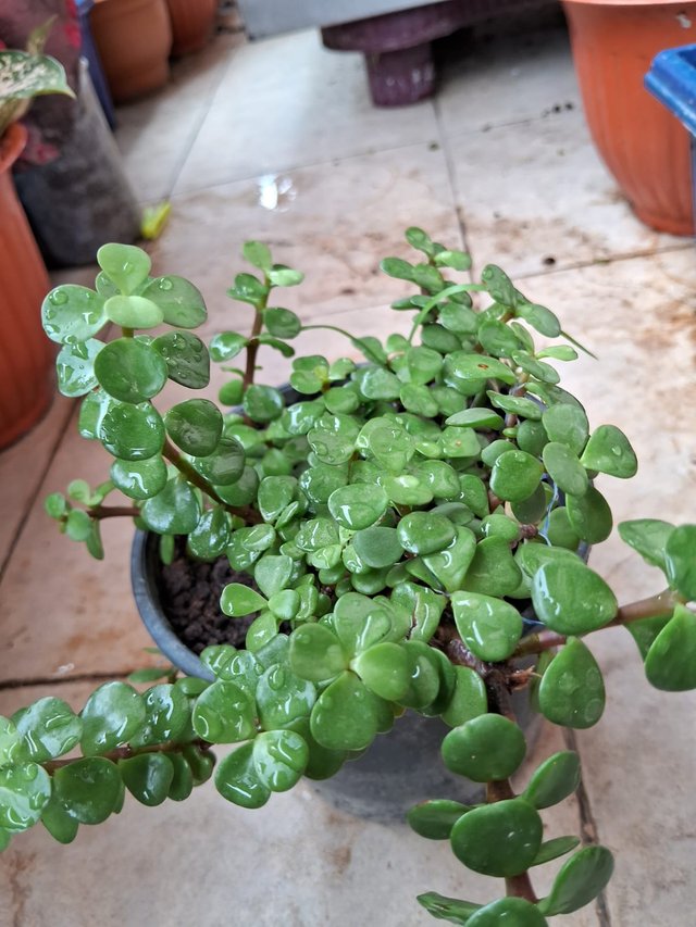 Elephant bush plant 4.jpg