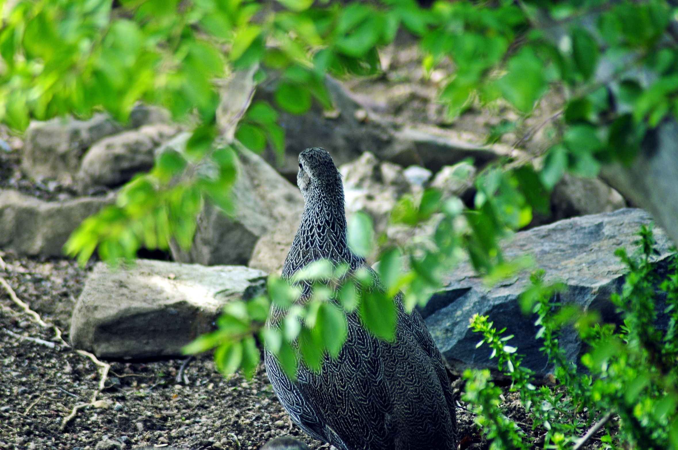 _DSC6557.JPG