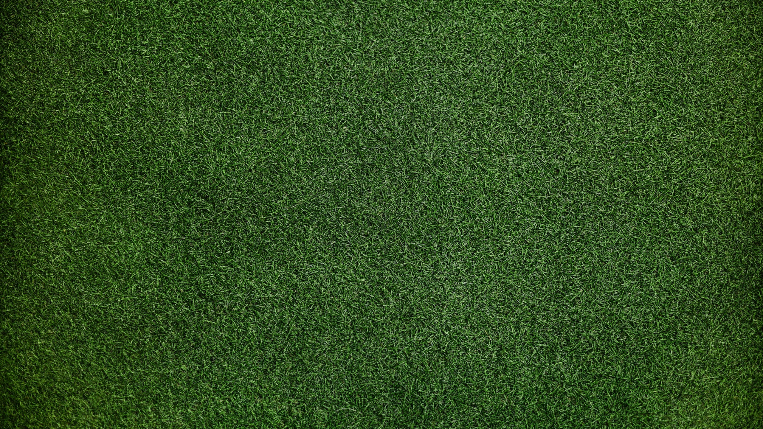 grass-background-1v-2560x1440.jpg