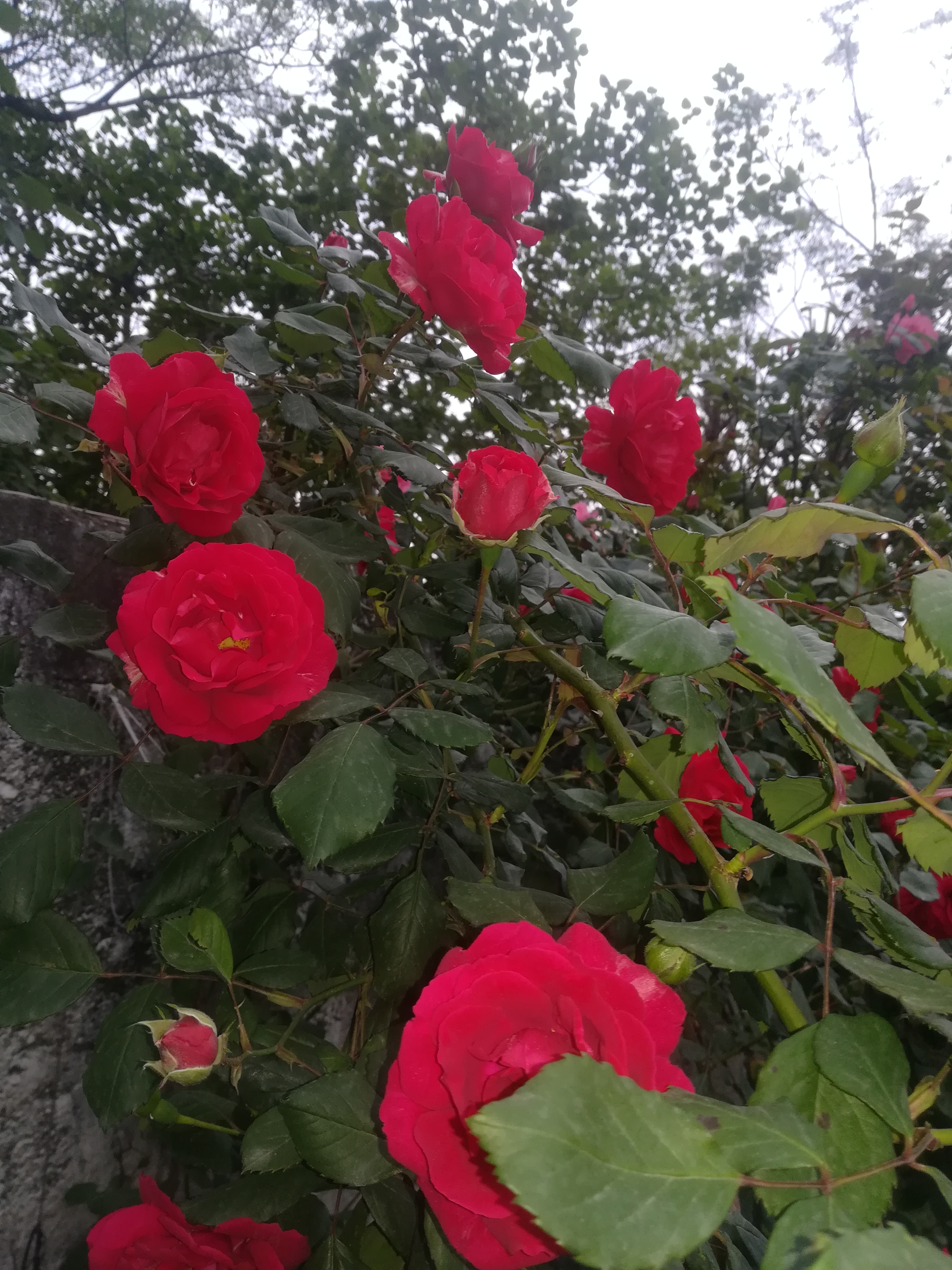 IMG_20210413_181307.jpg