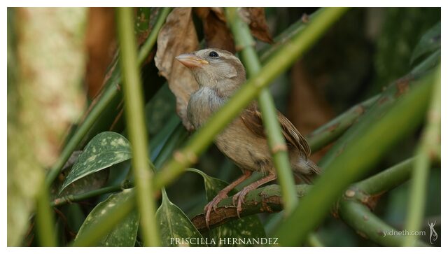 jardin_feedthebirds (1) -640- by Priscilla Hernandez.jpg
