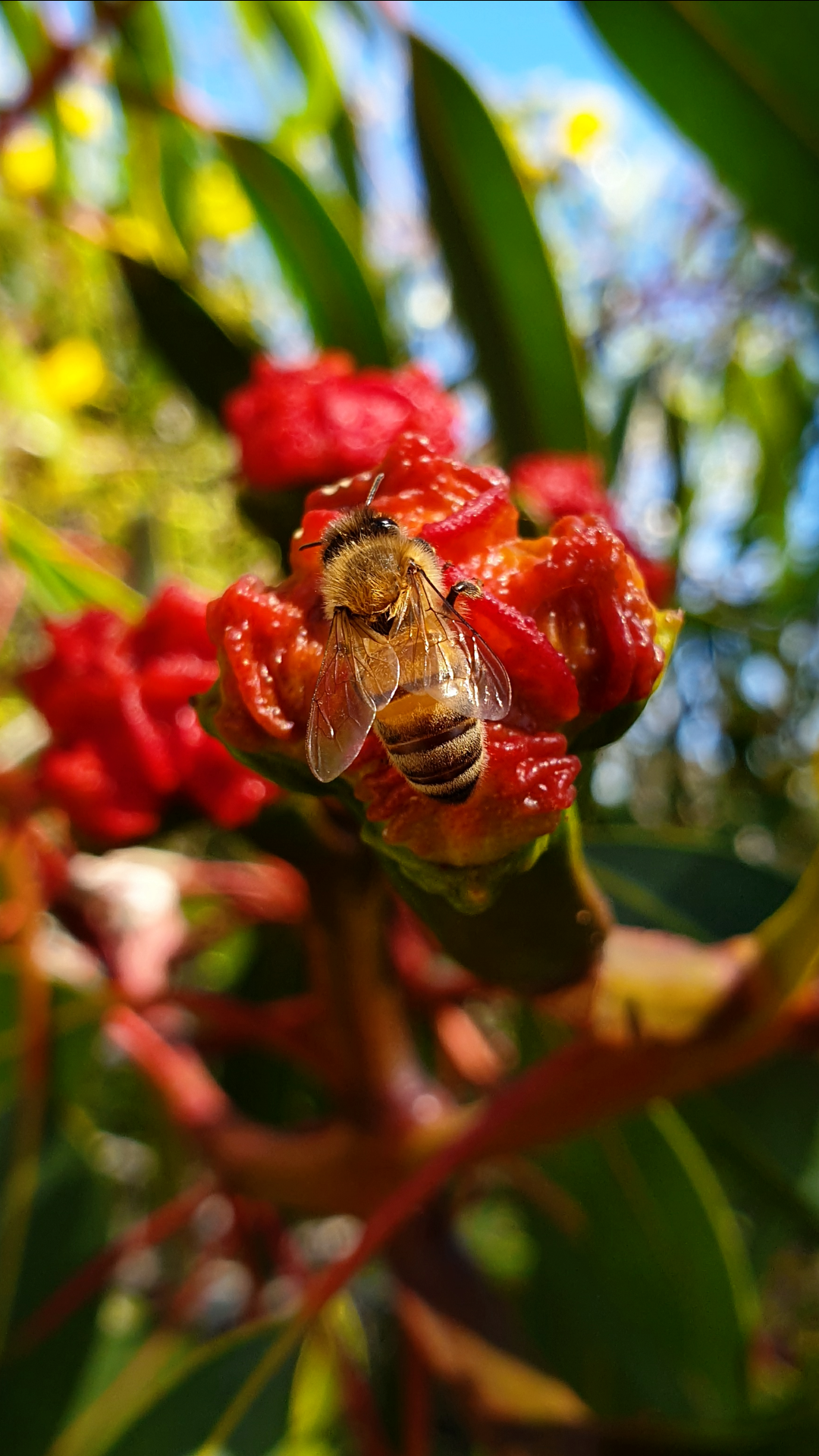 Beautiful Australian Native Tree at a Water Treatment Plant with European Honey Bee