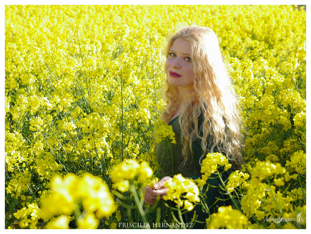 yellow flowers -640- by Priscilla Hernandez.jpg