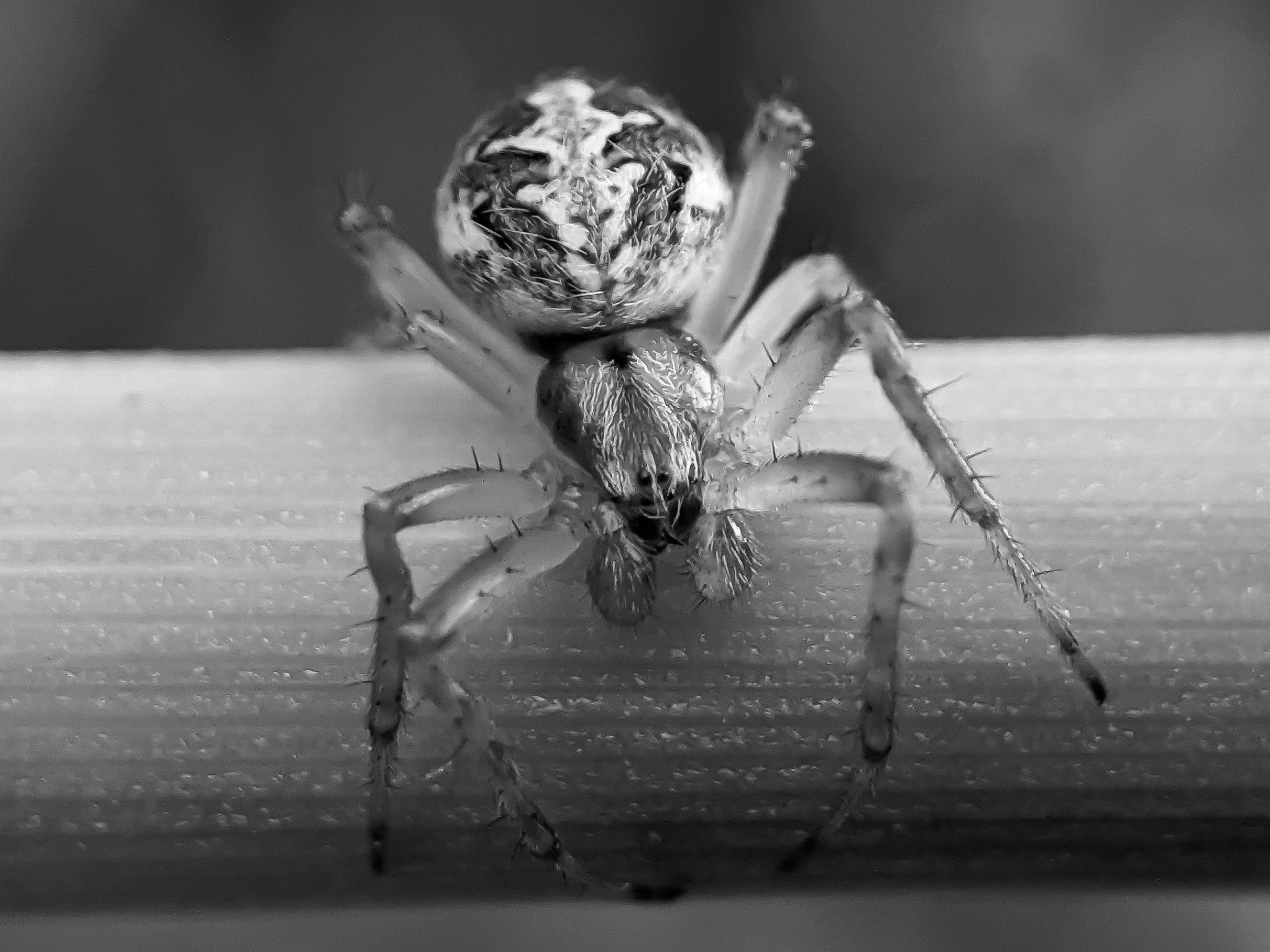 black&white spider (8).jpg