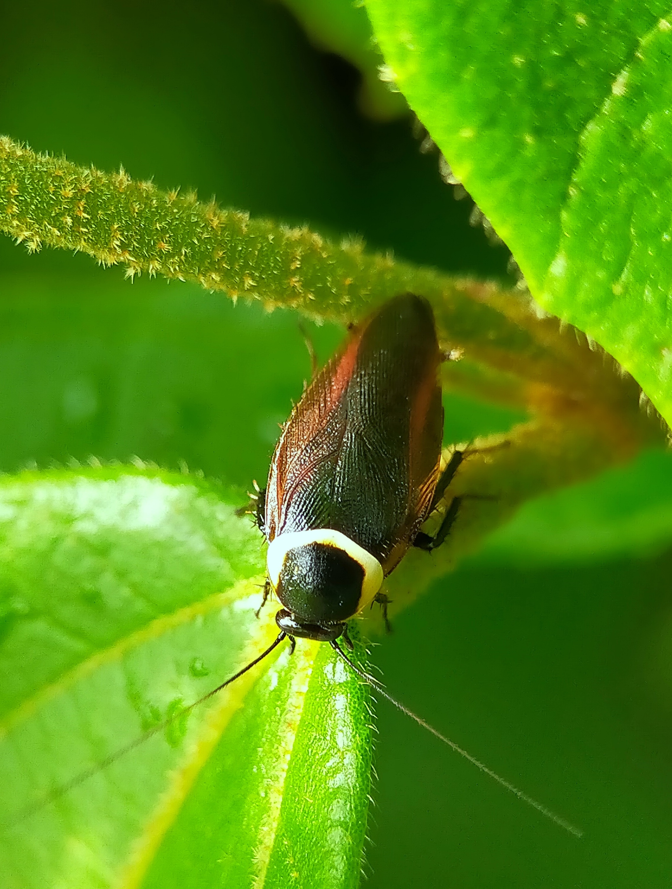 Forest Cockroach (14).jpg