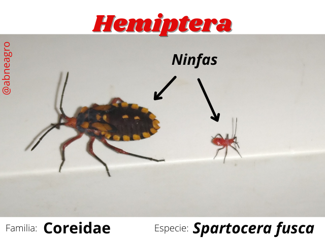 Hemiptera(4).png