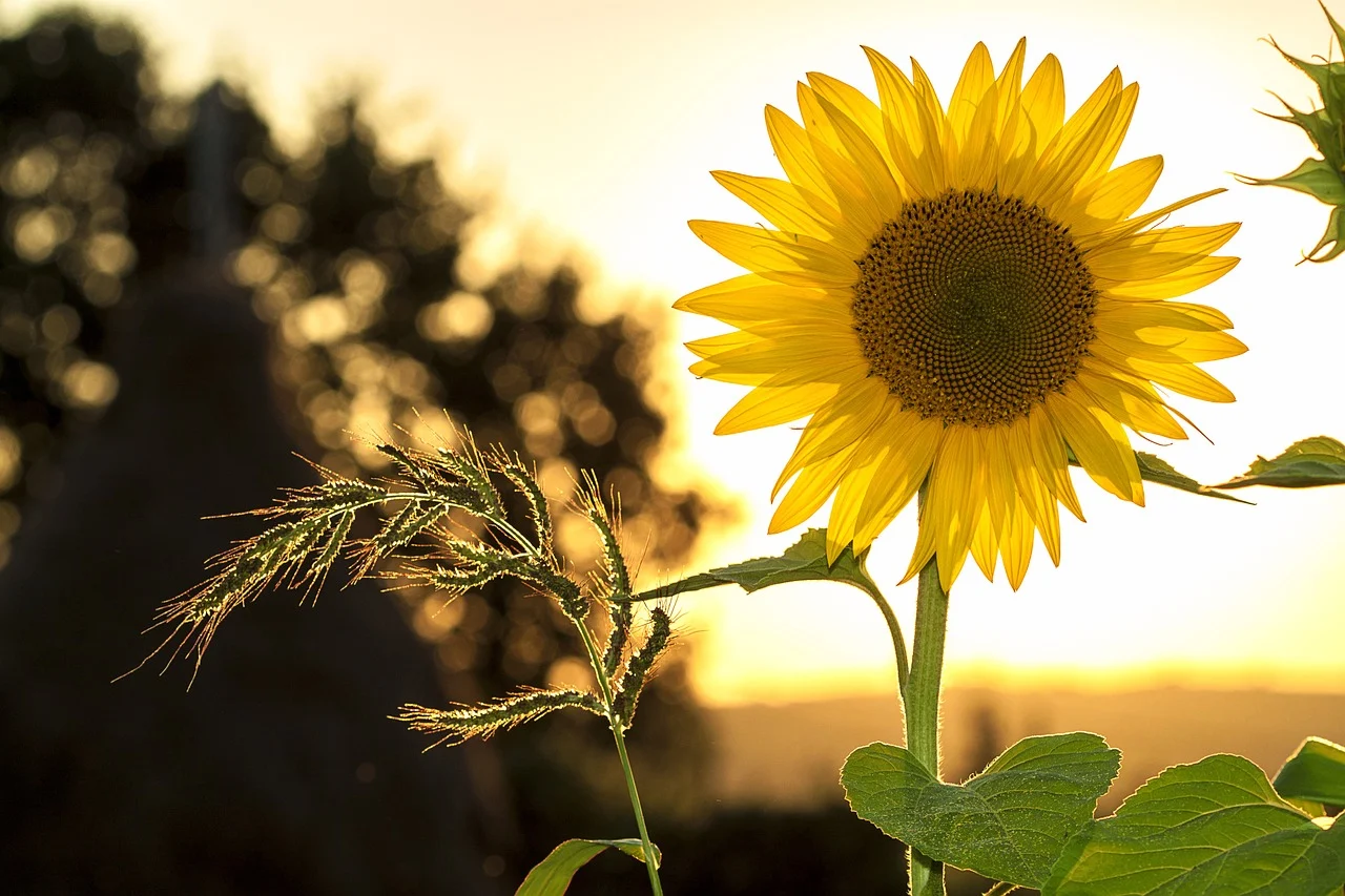 sunflower-1127174_1280.webp