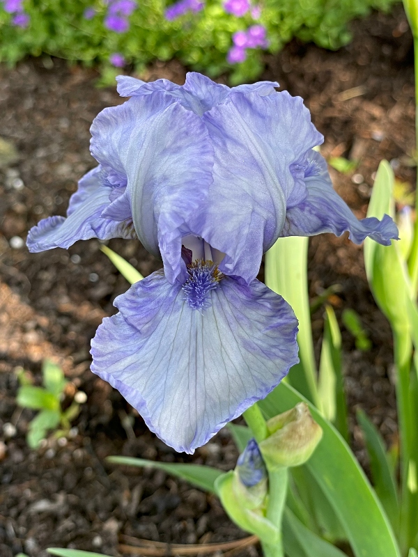 https://images.hive.blog/DQmP8H47BPhRYhspjJMDDZzDF1dr5zCcdUJfg19Aeb4ejDZ/hivegarden-%20flowers-iris-2.jpg