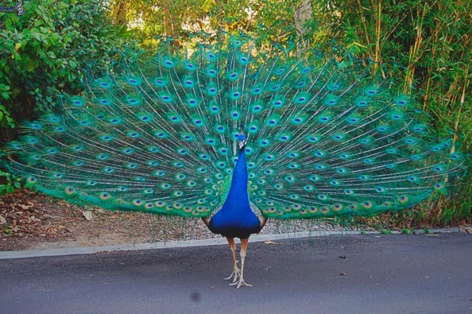 que-come-pavo-real.jpg