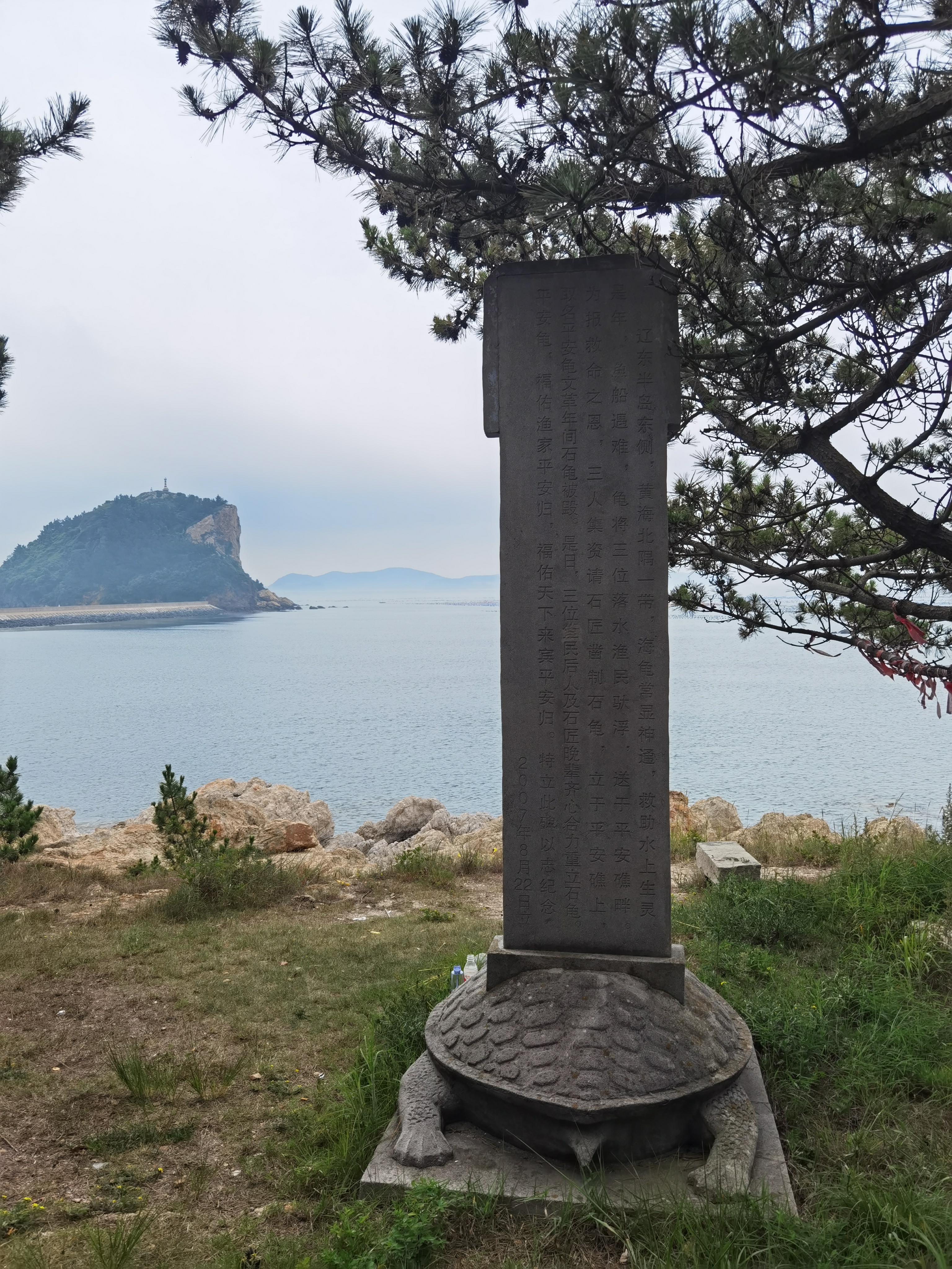 龟.jpg
