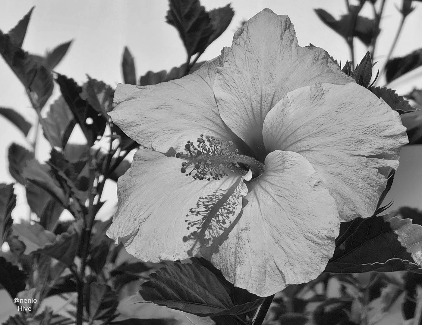 hibiscus-006-bw.jpg