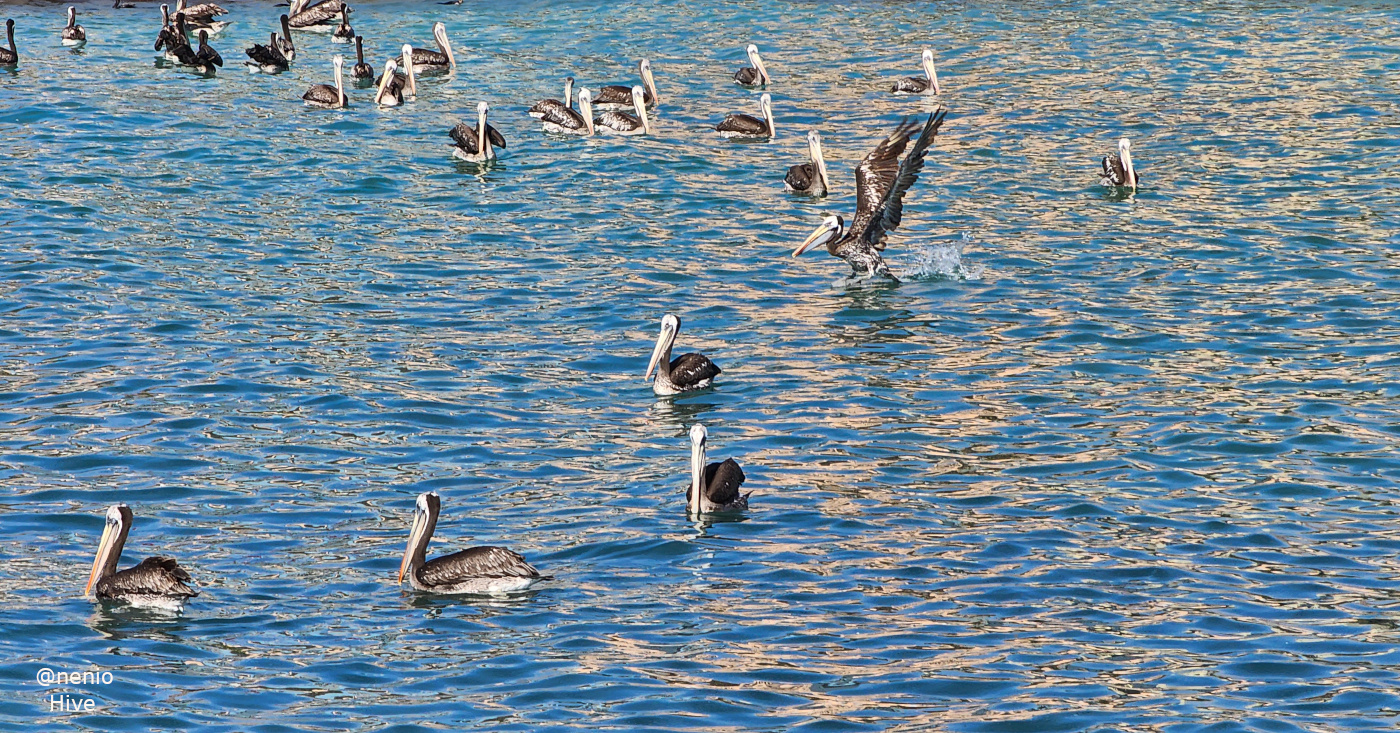 pelicans-010.jpg