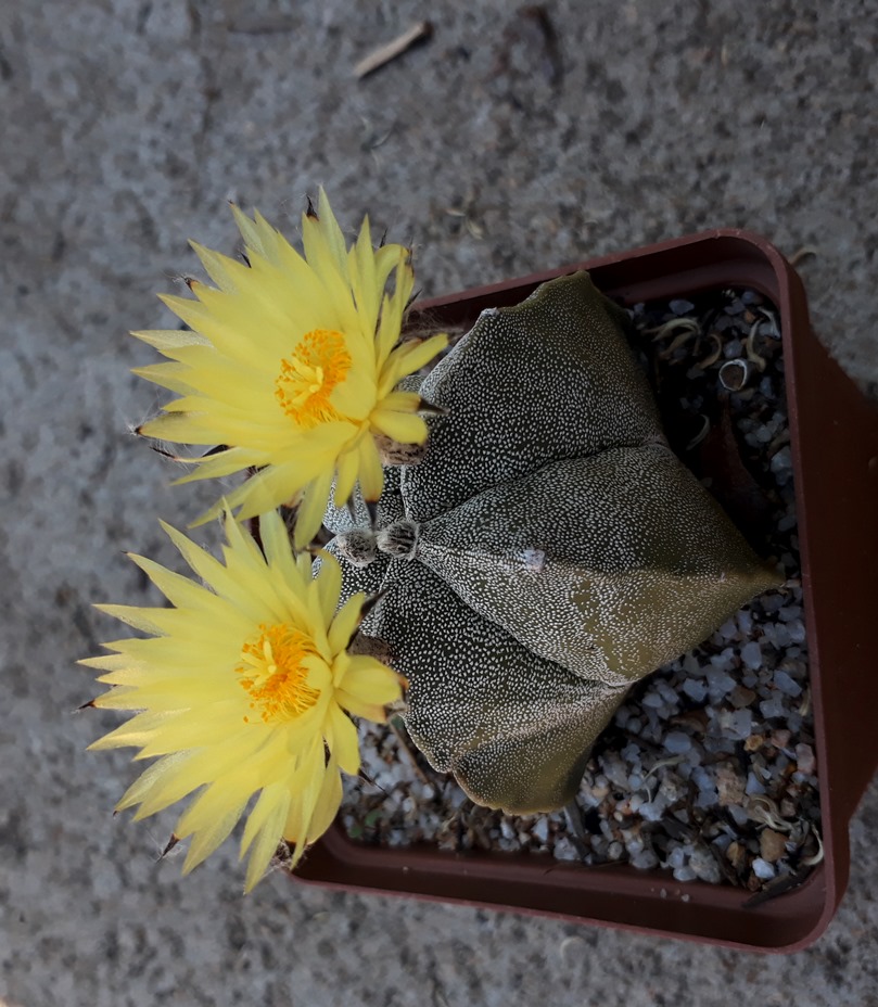 astrophytum.jpg