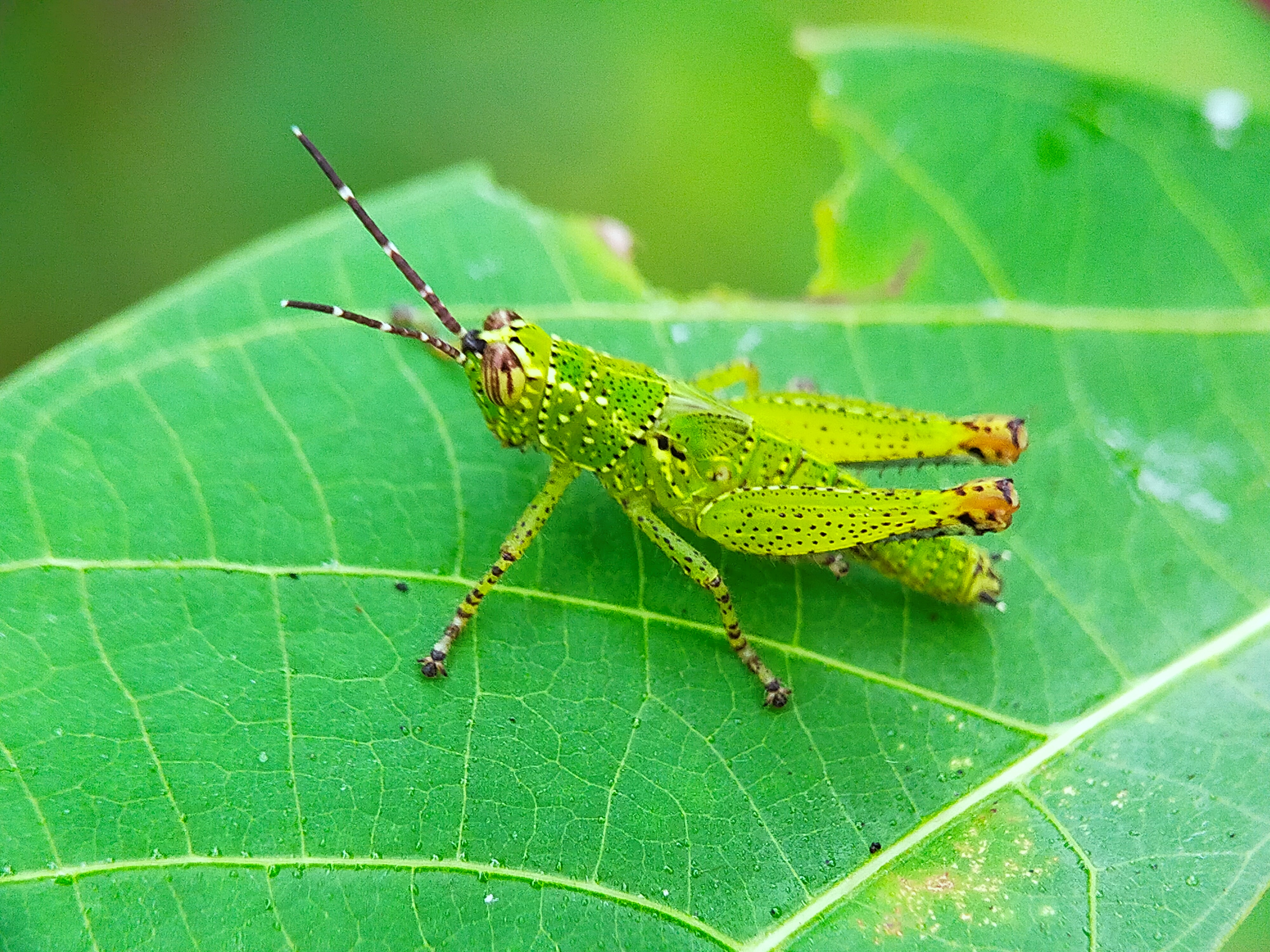 Rice Grasshopper (21).jpg