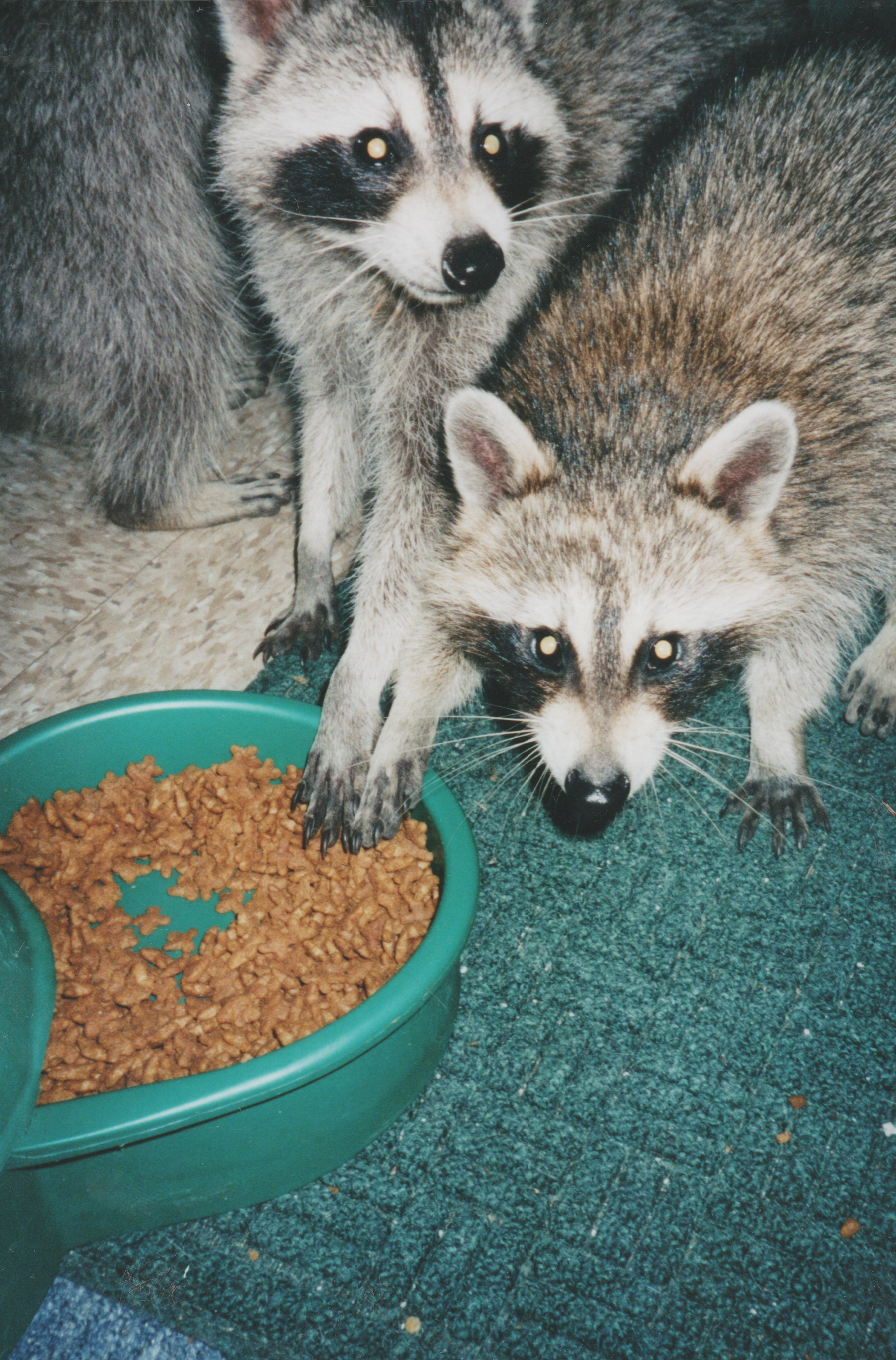 2004-02-21 - Raccoons 02.jpg