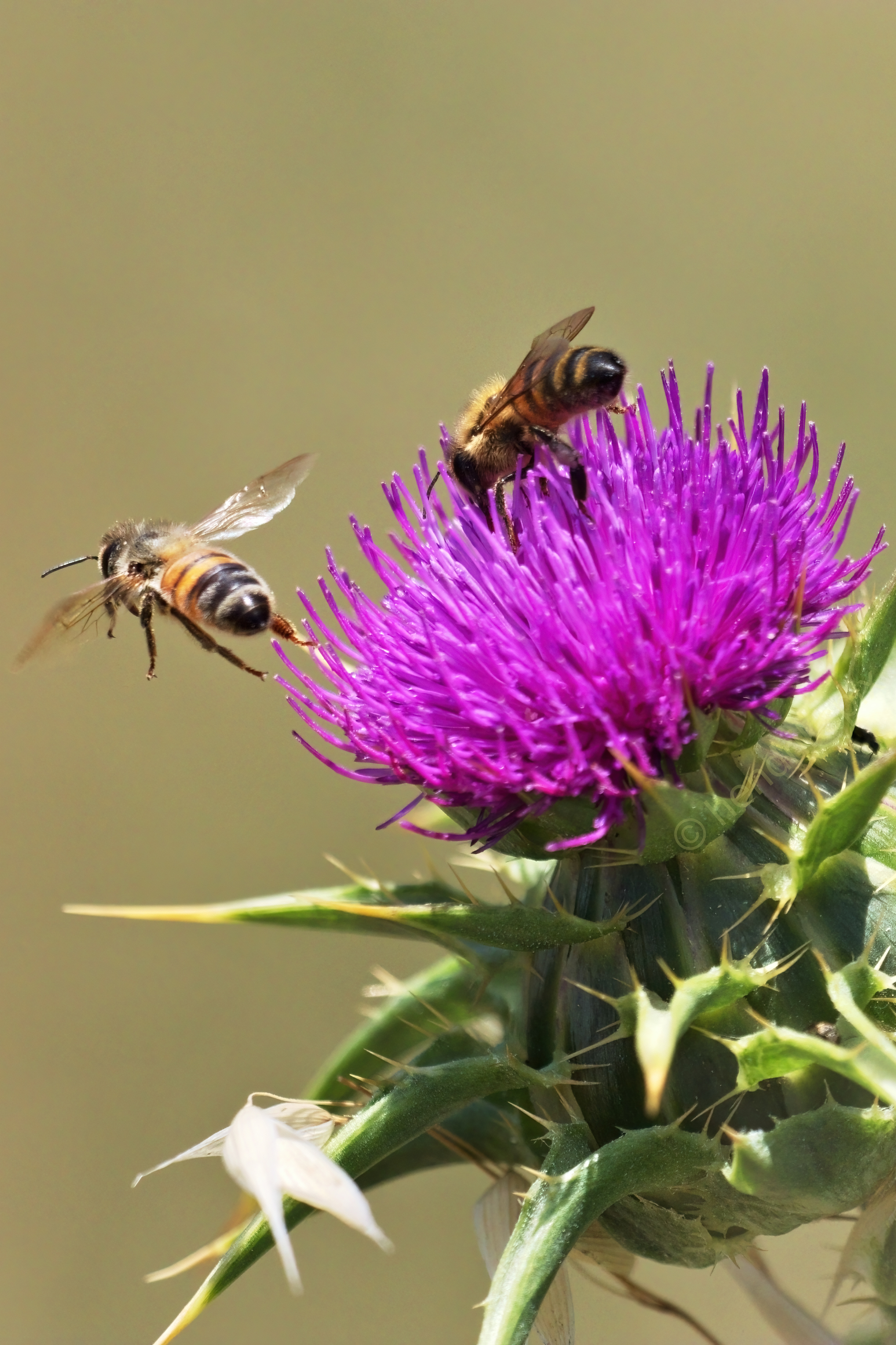 20201205 Bees on a variegated artichoke 2 HS Social.jpg