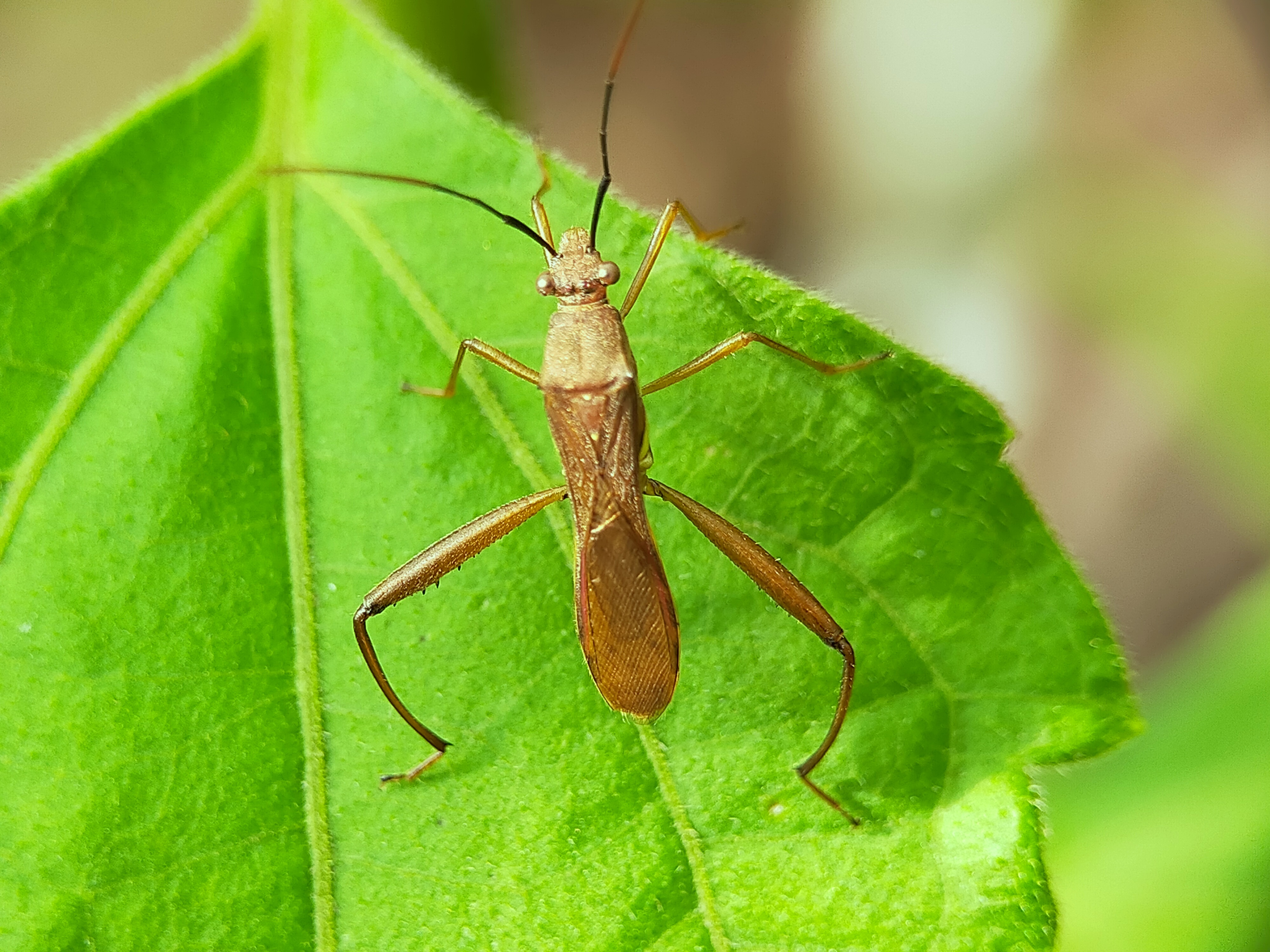 Assassin Bug (11).jpg