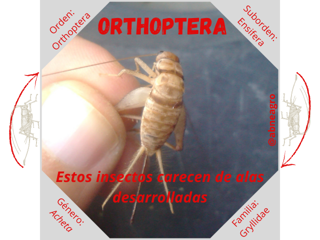 Orden Orthoptera 3.png