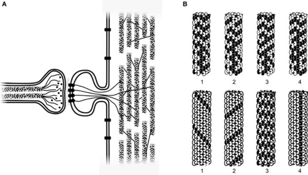600px-Microtubule_diagram.jpg