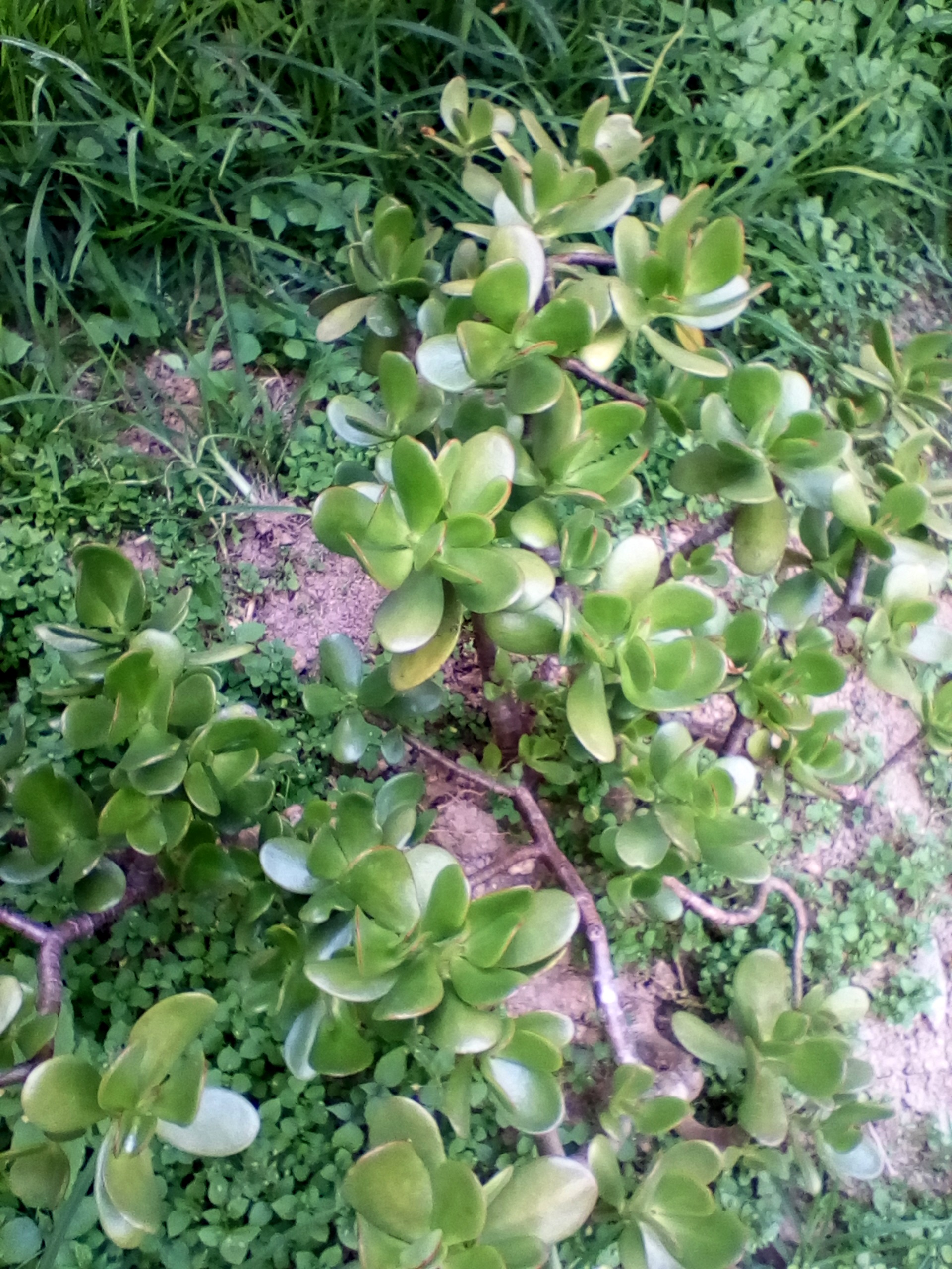 Suculenta en el parque.jpg