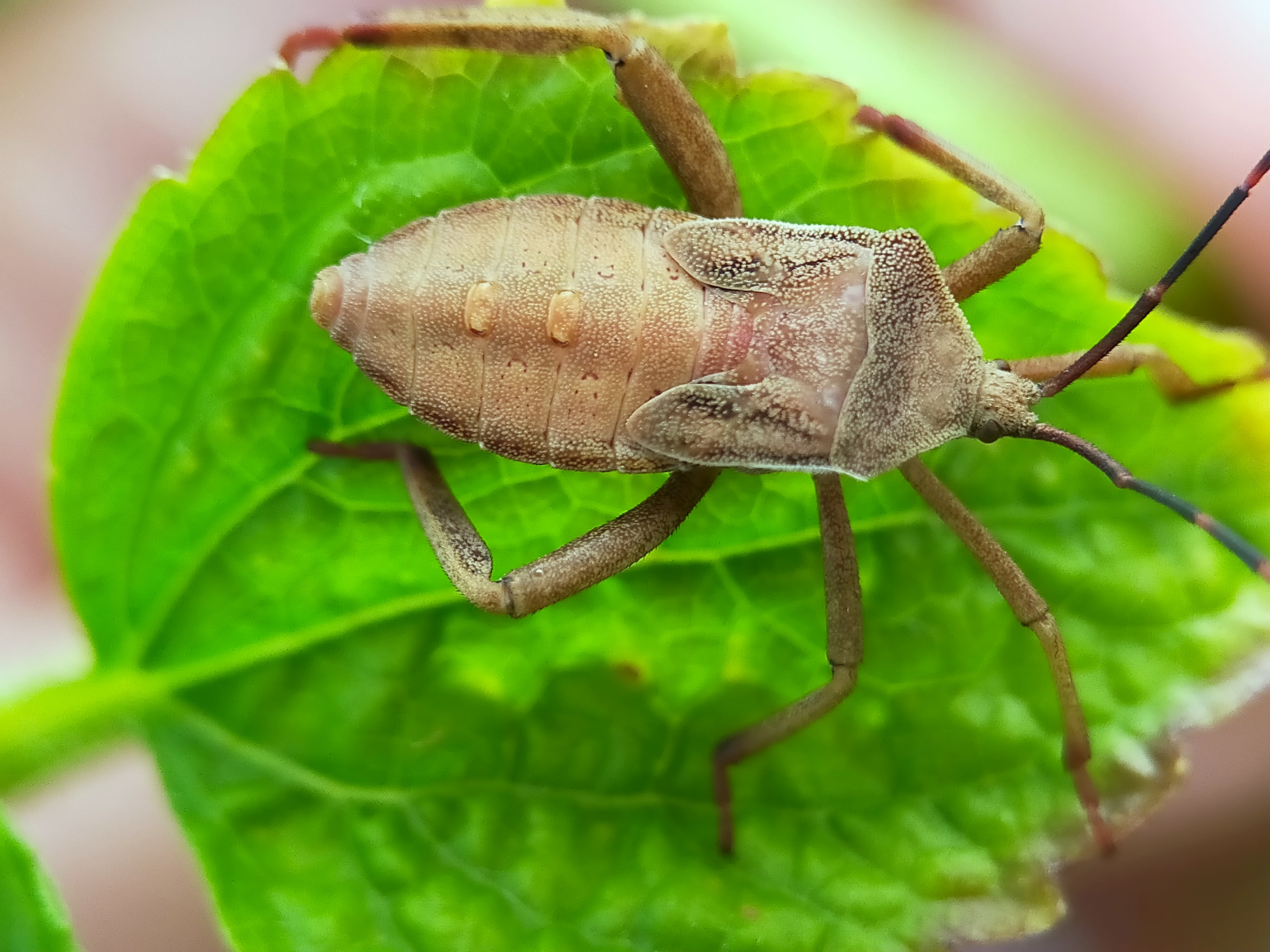 Stink Beetle (19).jpg