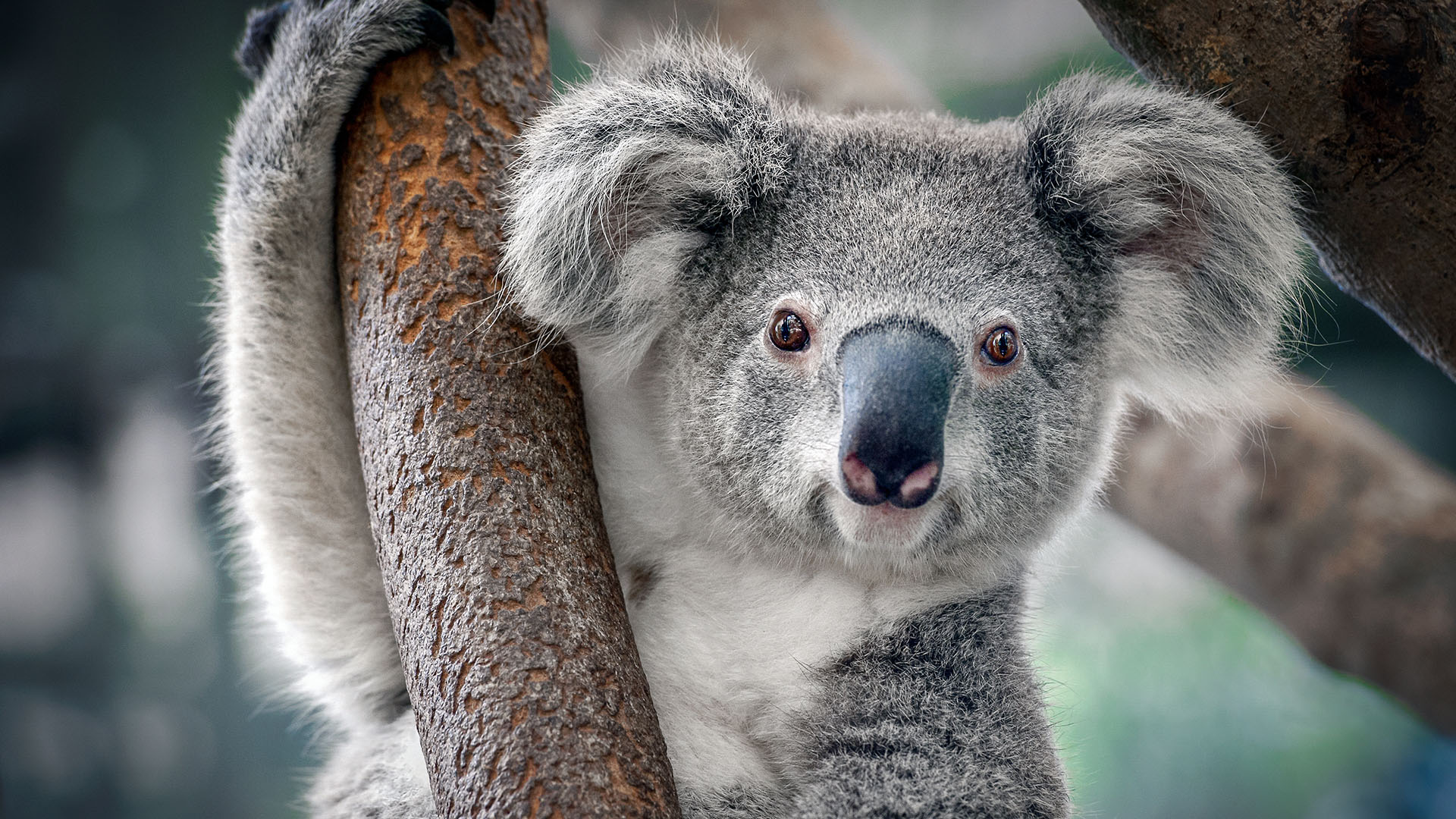 koalas-1.jpg
