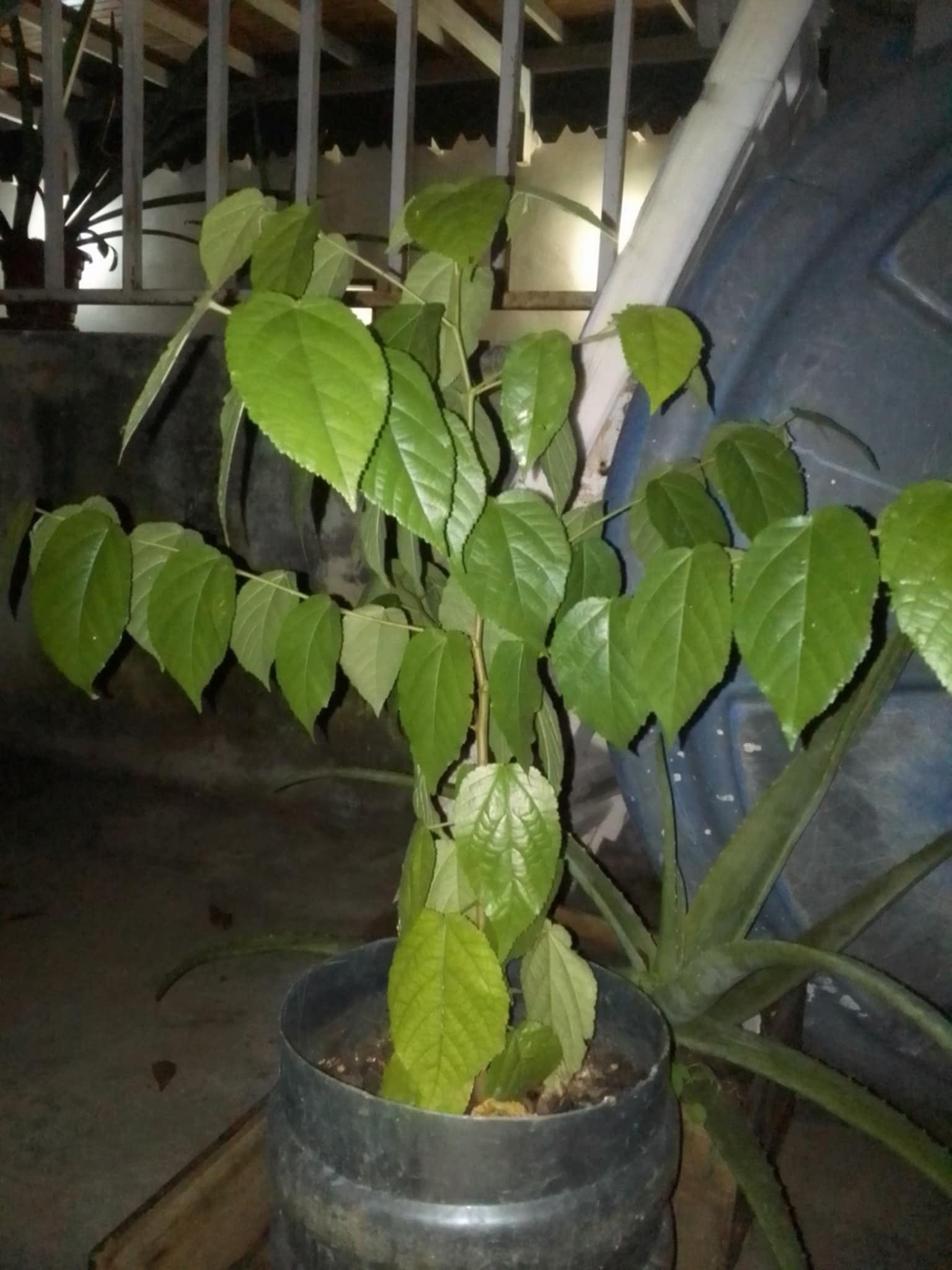 planta3.jpg
