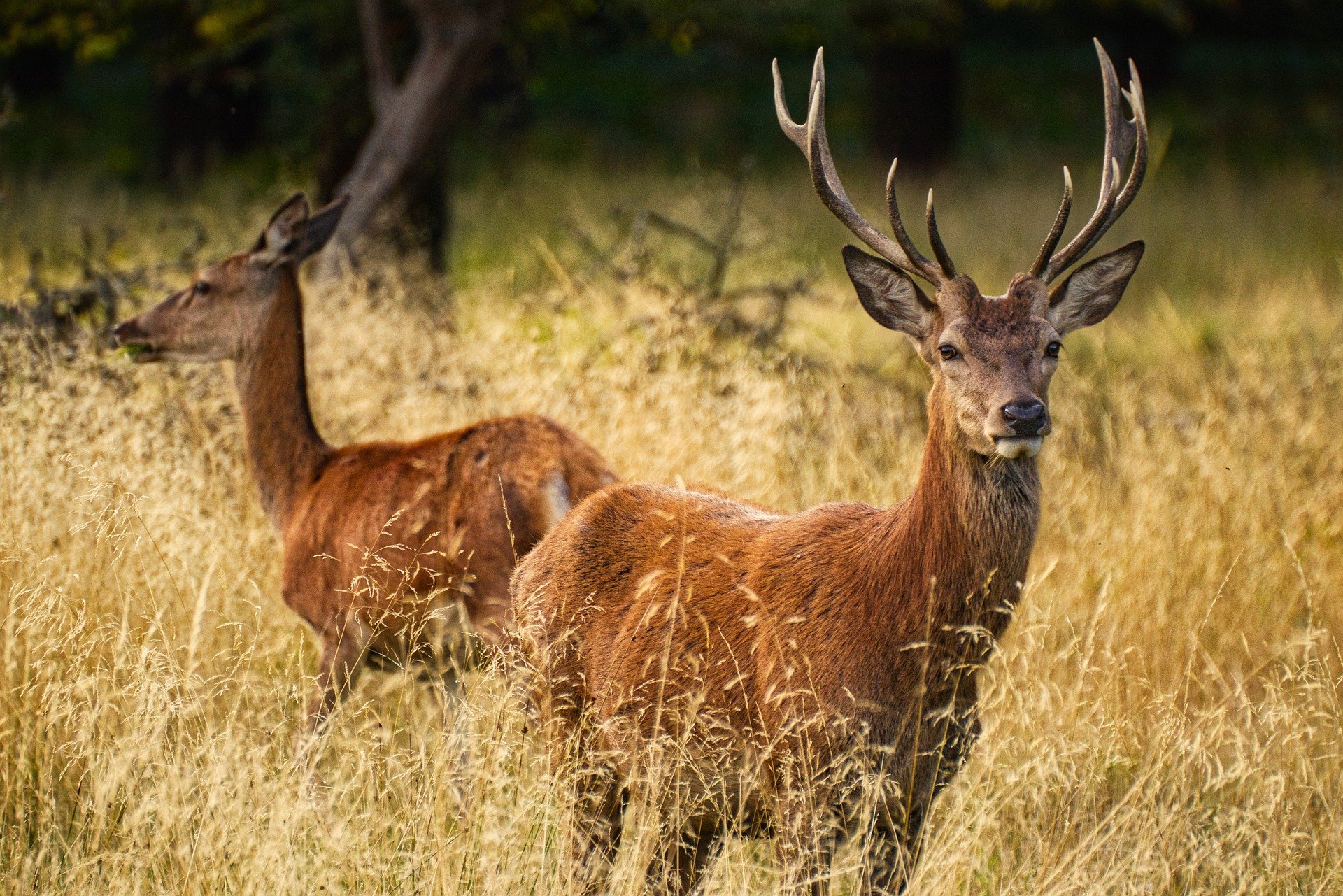 deer-6219100_1920.jpg
