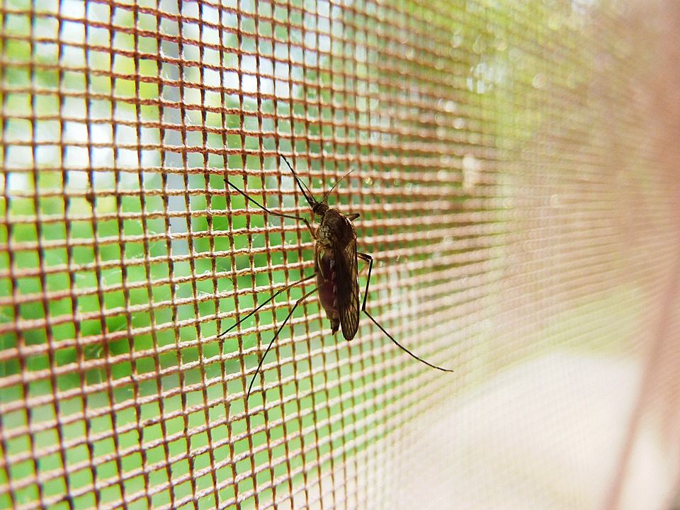 蚊子 & 蚊帐
