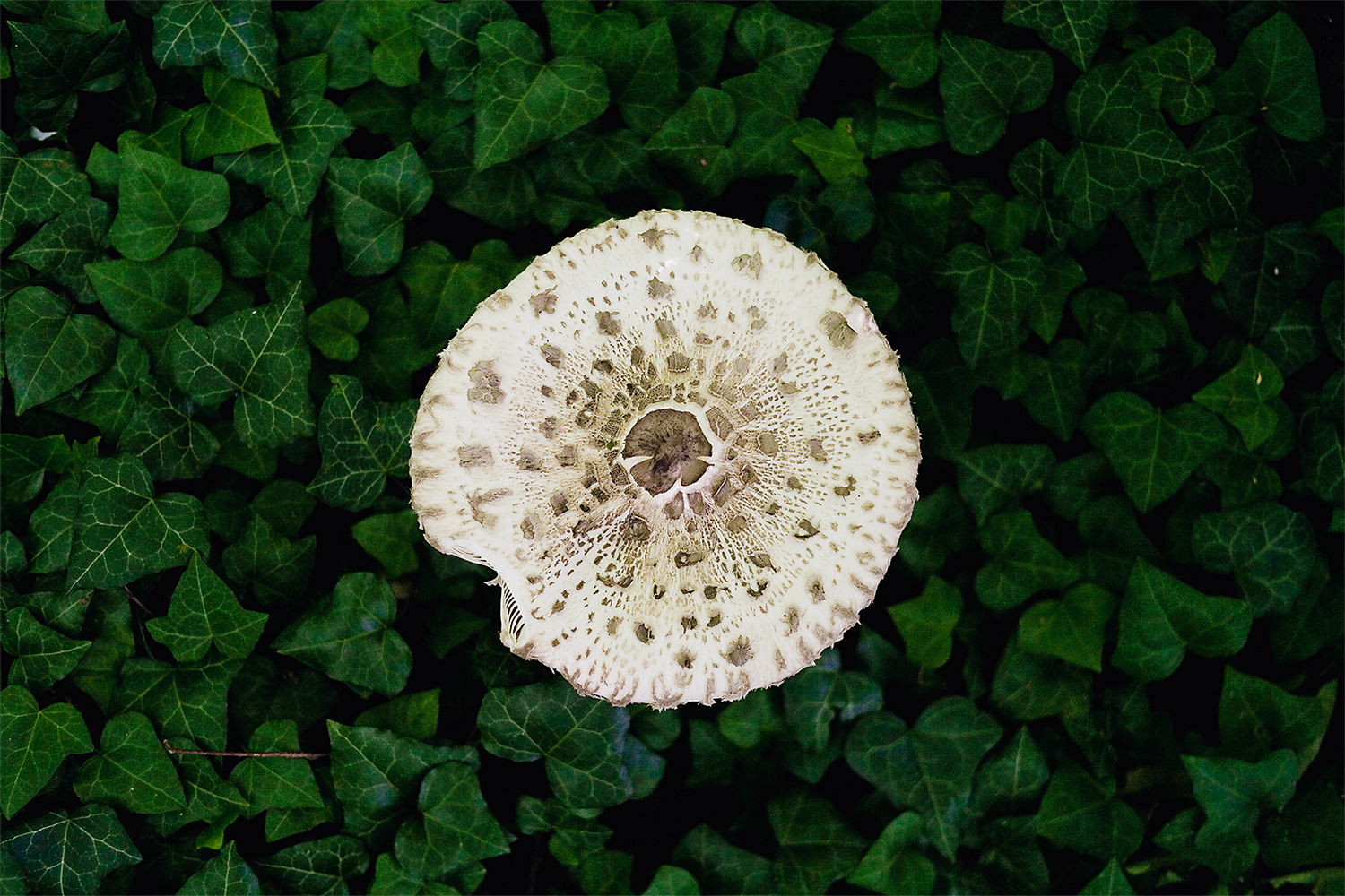 ivyshroom01.jpg