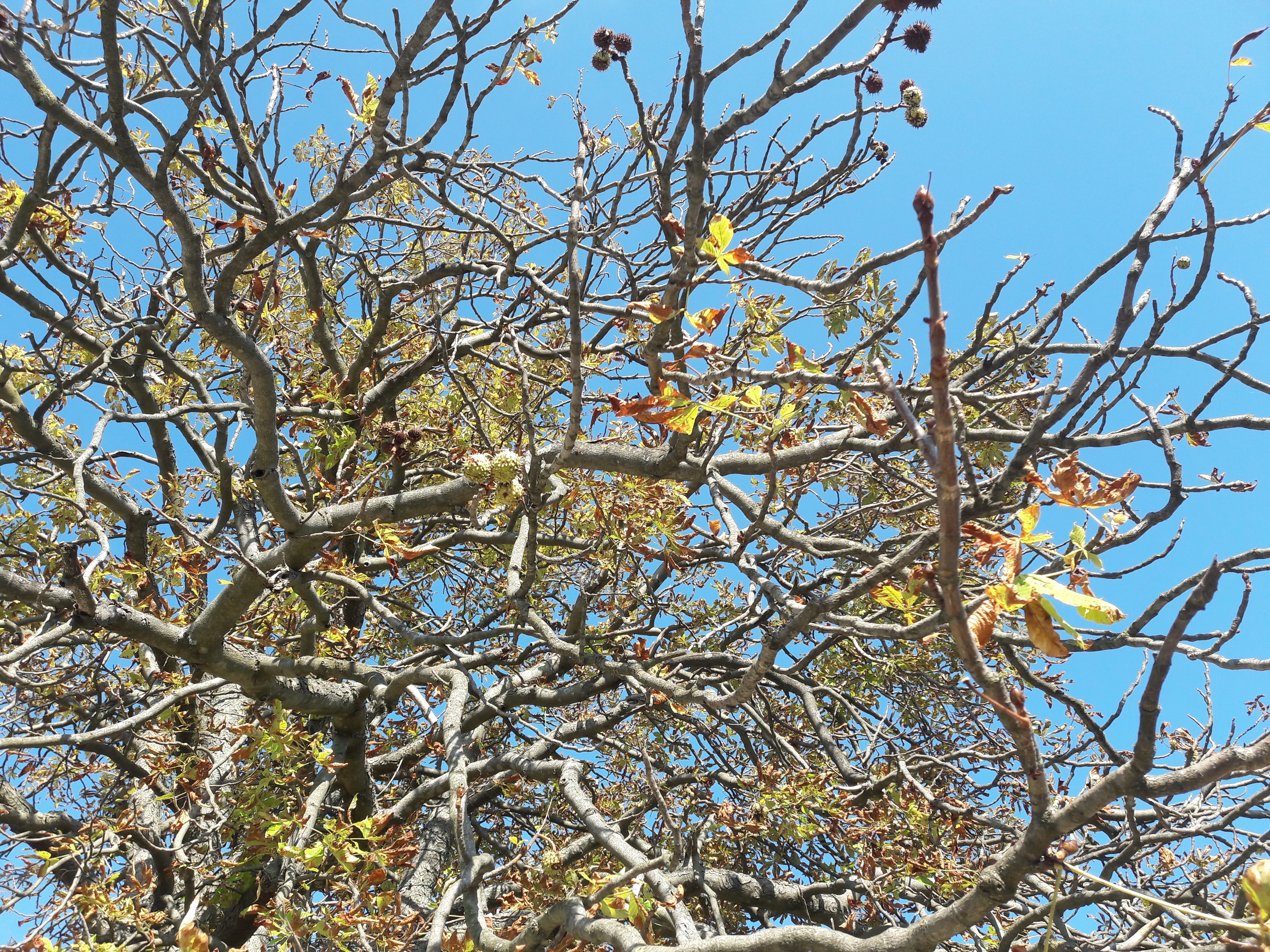 Flora-Tree-Forest-Publicdomain (3).jpg