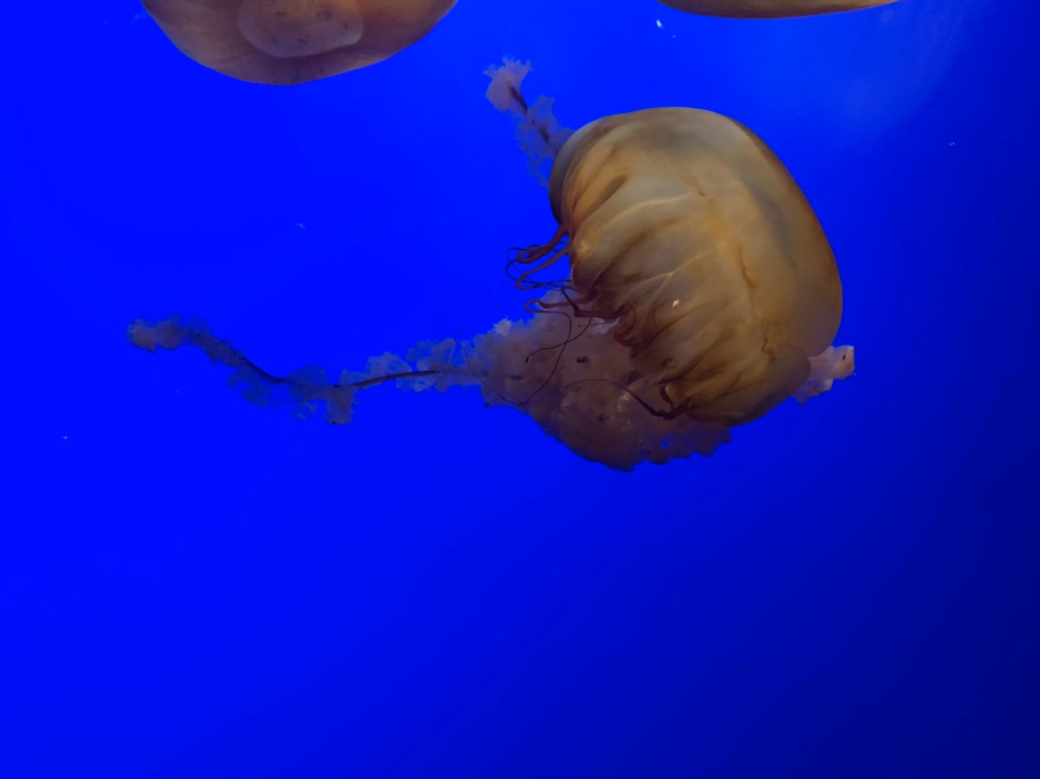 California Academy of Sciences61.jpg