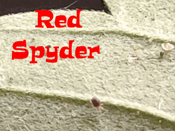 Seed.gif