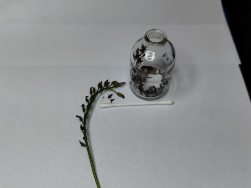 buds-far.jpg