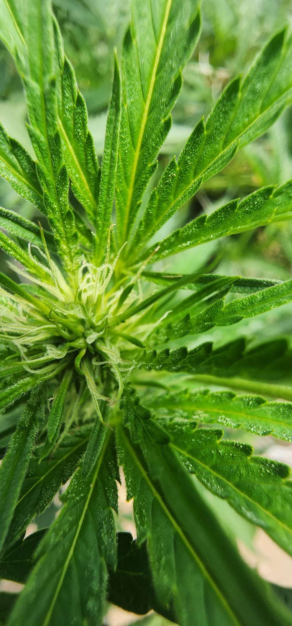 flor 1.jpg
