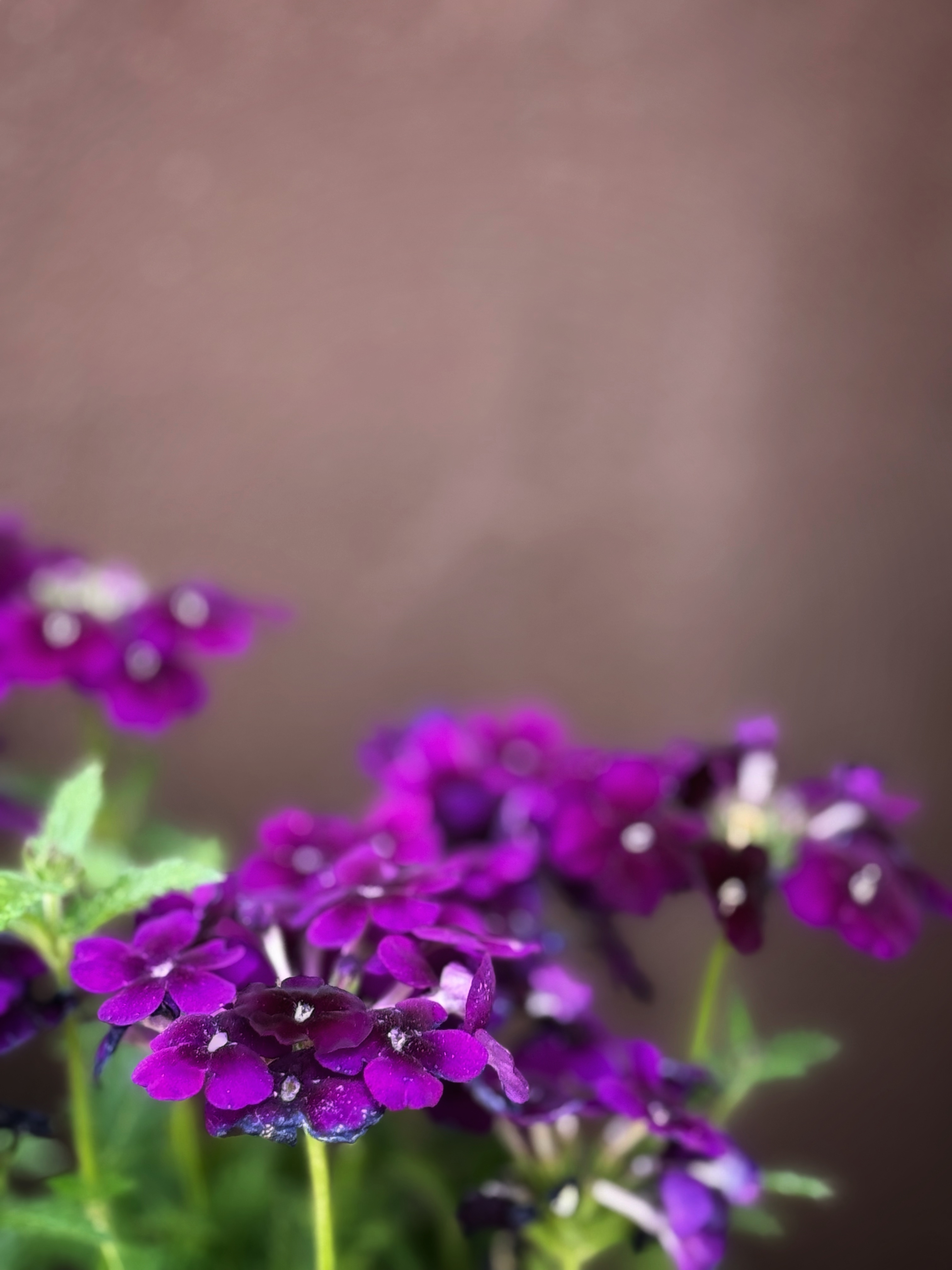 IMG_2712.jpeg